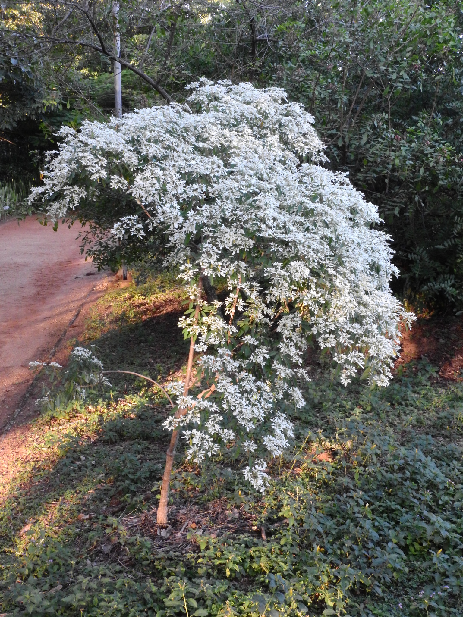 Photo of pascuita (6/8)