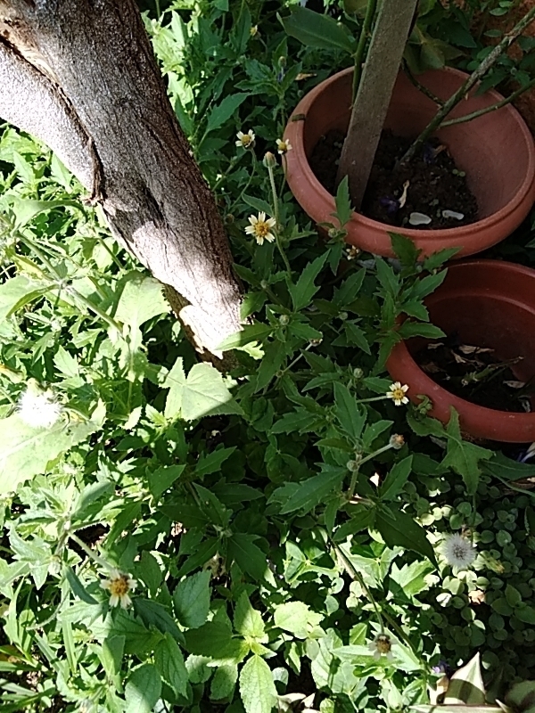 Photo of Tridax Daisy (4/12)