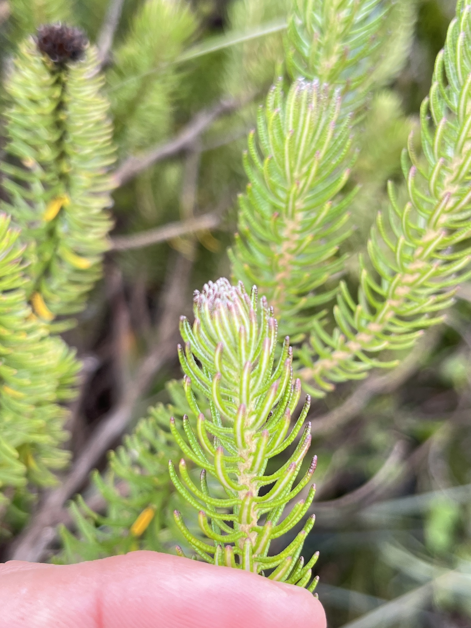 Photo of Lychnophora pinaster (5/12)