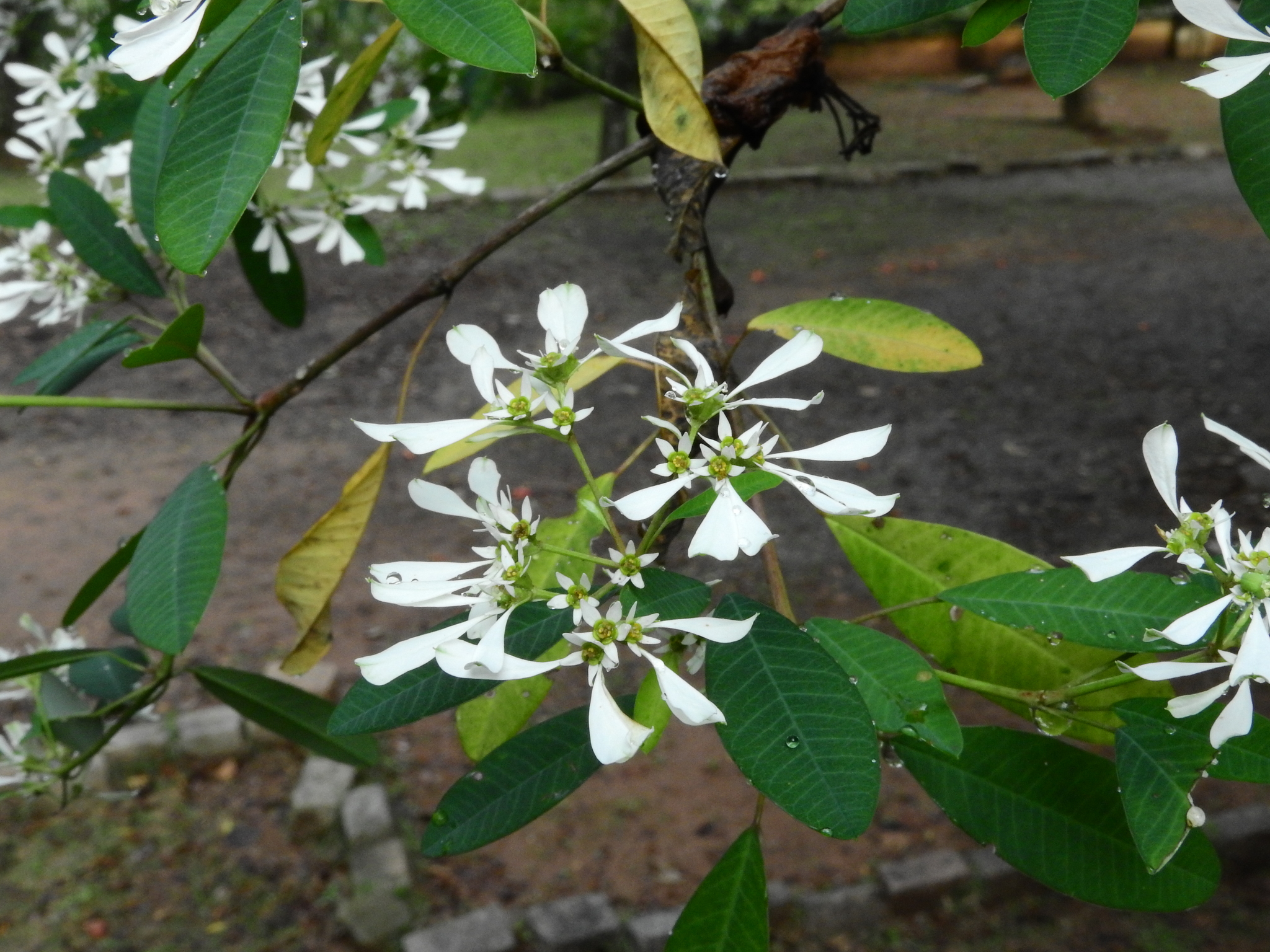Photo of pascuita (4/8)