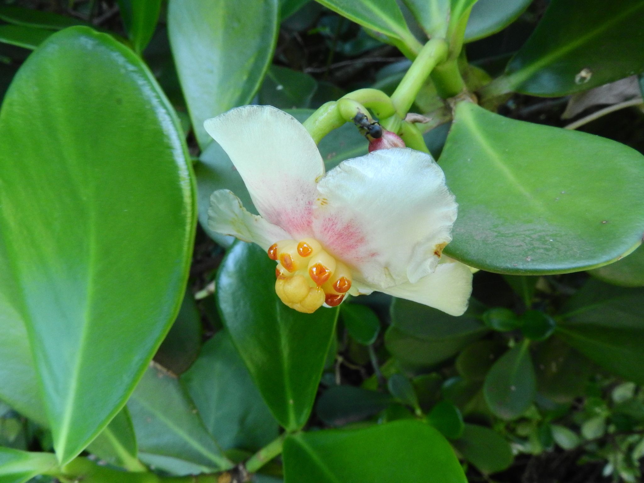 Photo of Clusia fluminensis (6/8)