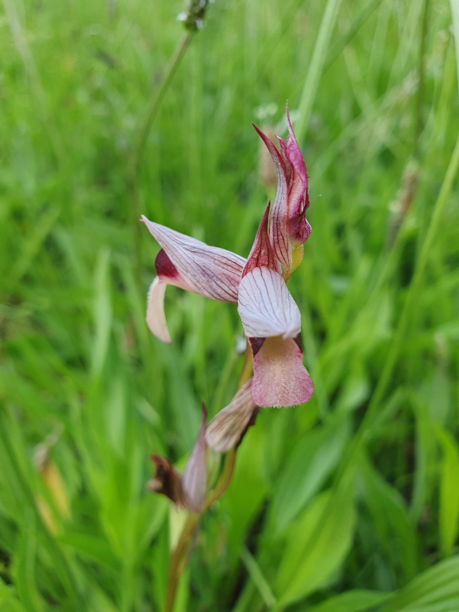 Photo of Tongue Orchid (8/12)
