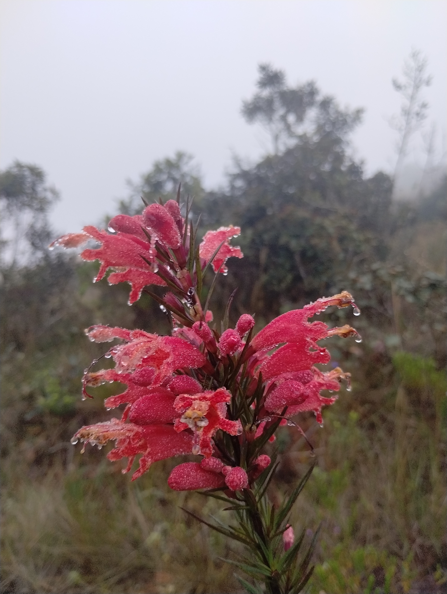 Photo of Esterhazya splendida (7/10)