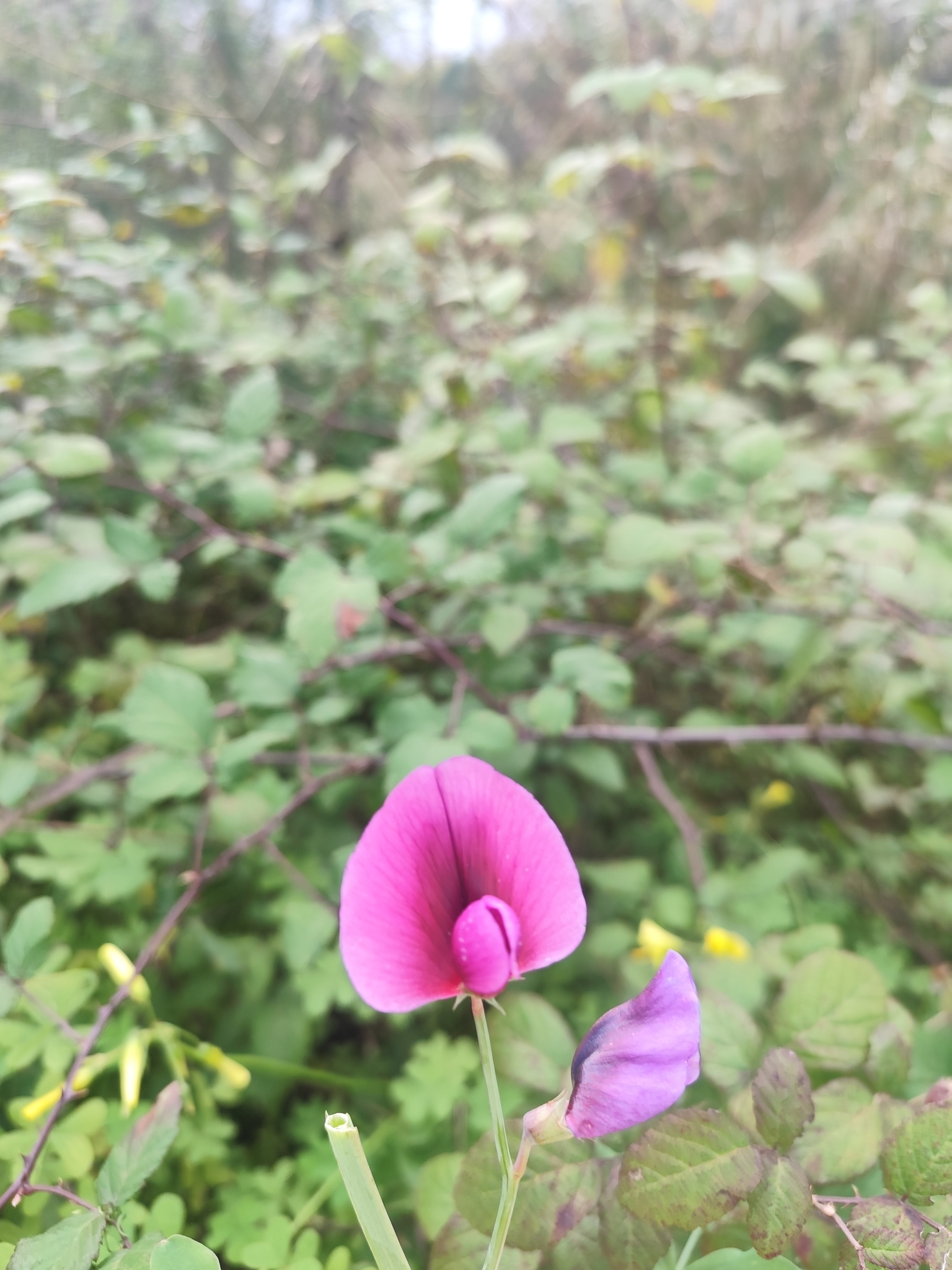Photo of Tangier Pea (9/12)