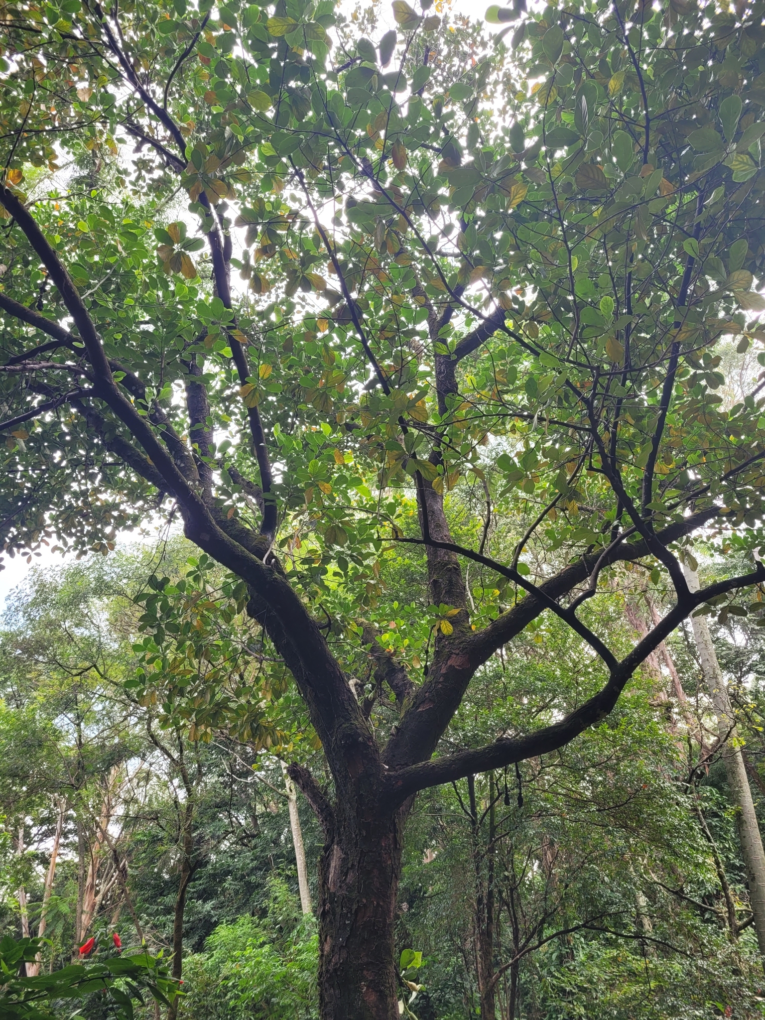 Photo of Jackfruit (1/12)