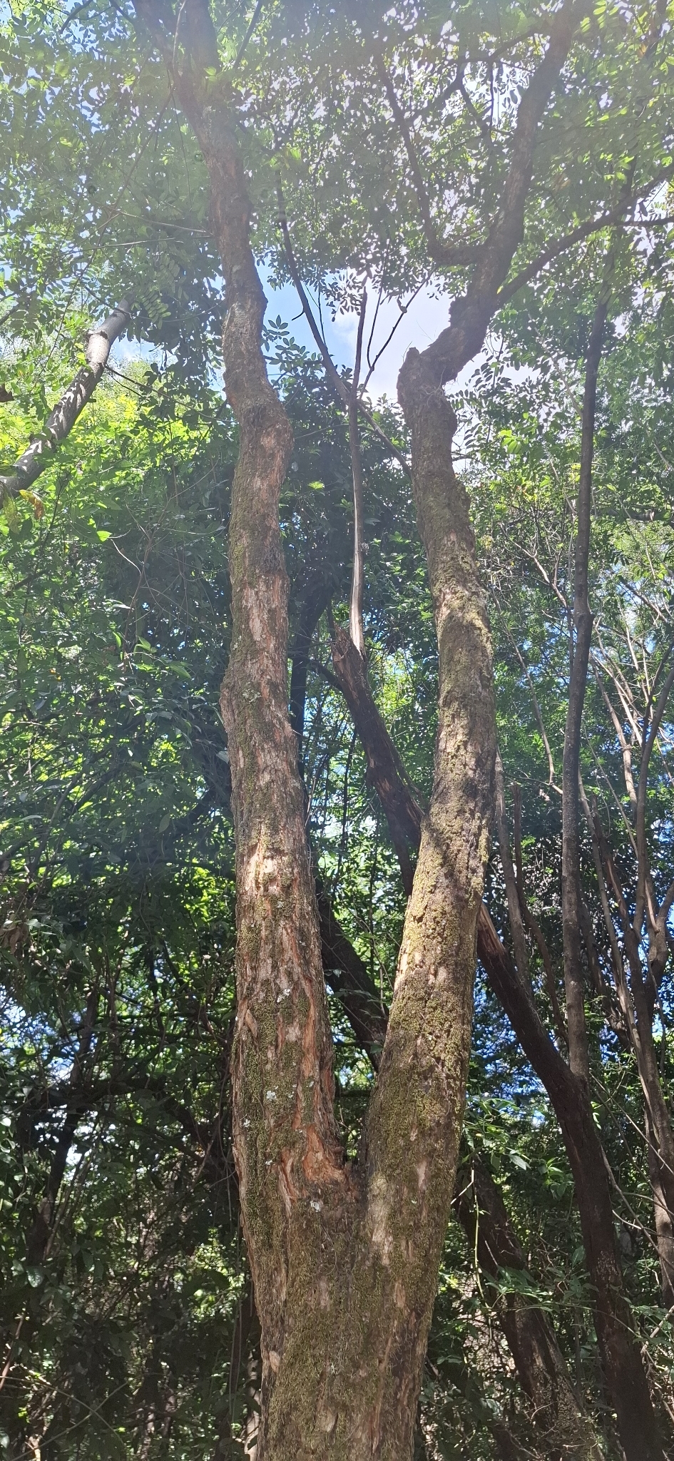 Photo of Platypodium elegans (6/12)