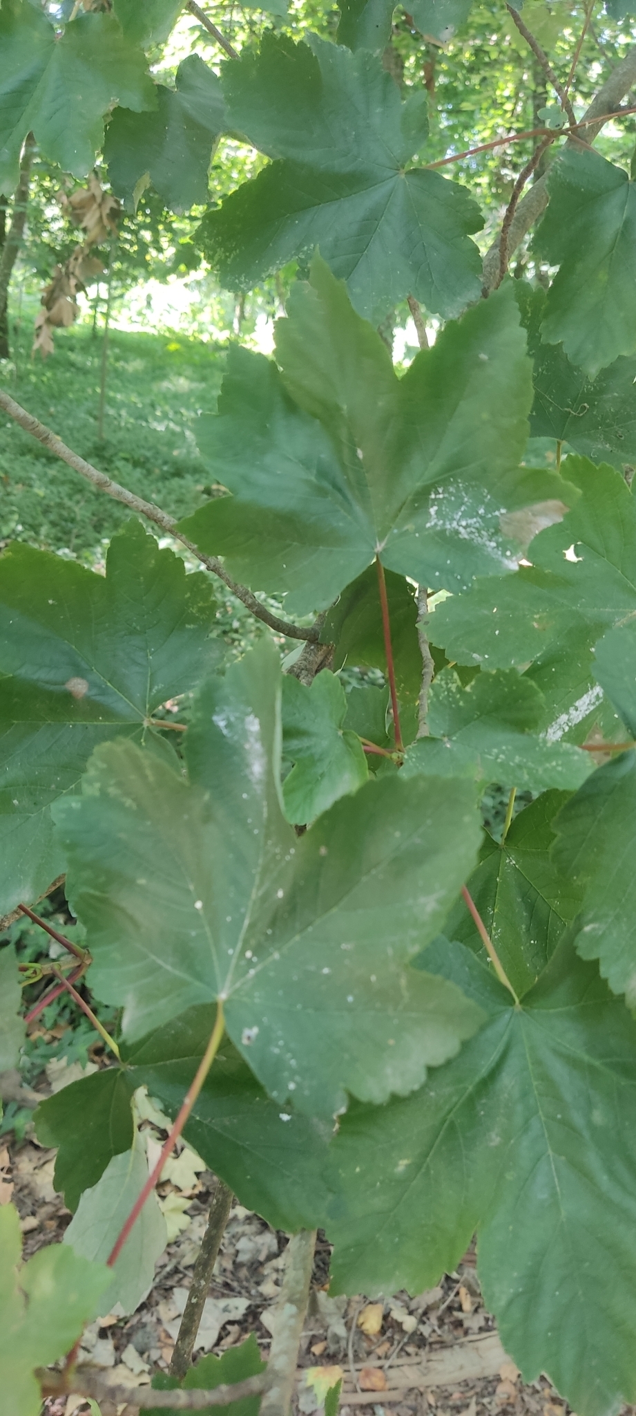 Photo of sycamore maple (10/12)