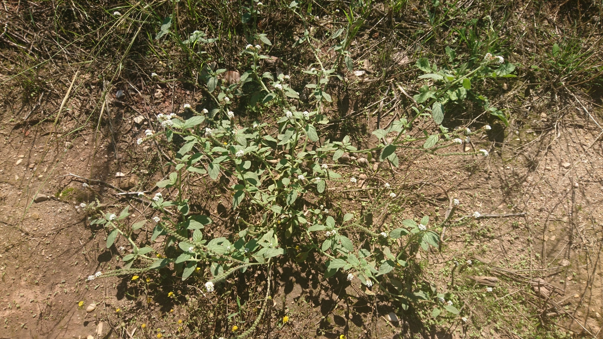 Photo of European heliotrope (1/12)