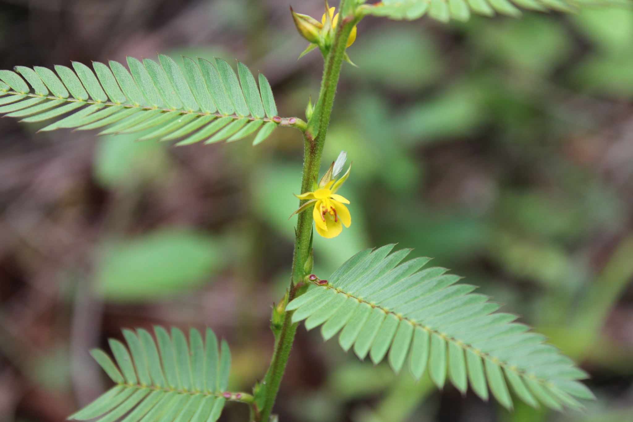 Photo of Chamaecrista (3/9)