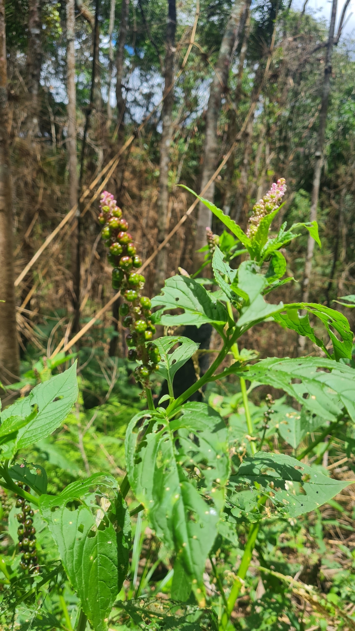 Photo of Brazilian Pokeweed (10/12)