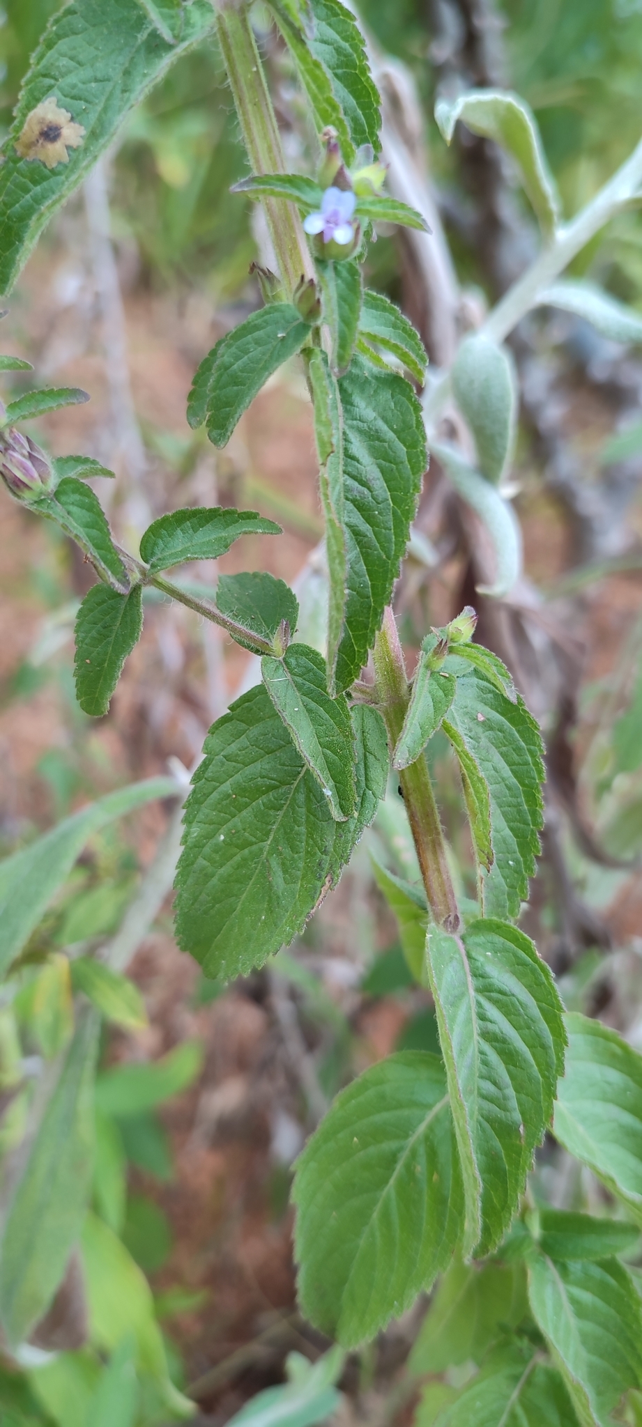 Photo of Oocephalus oppositiflorus (10/12)