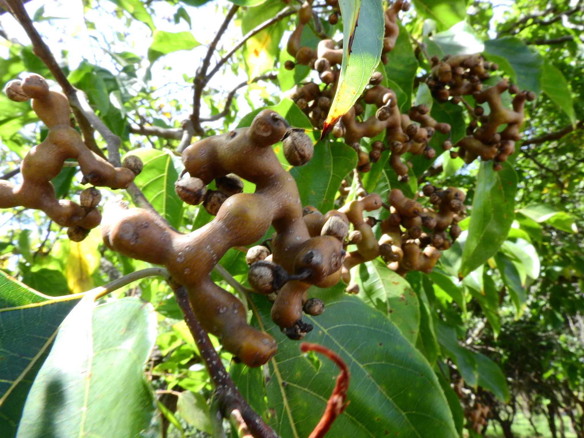 Photo of Japanese Raisin Tree (6/7)