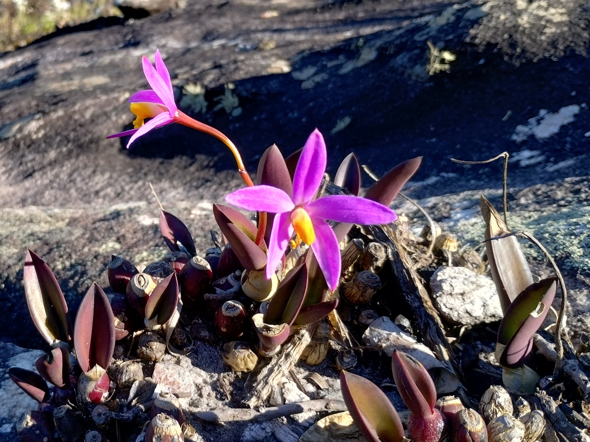 Photo of Cattleya longipes (5/9)