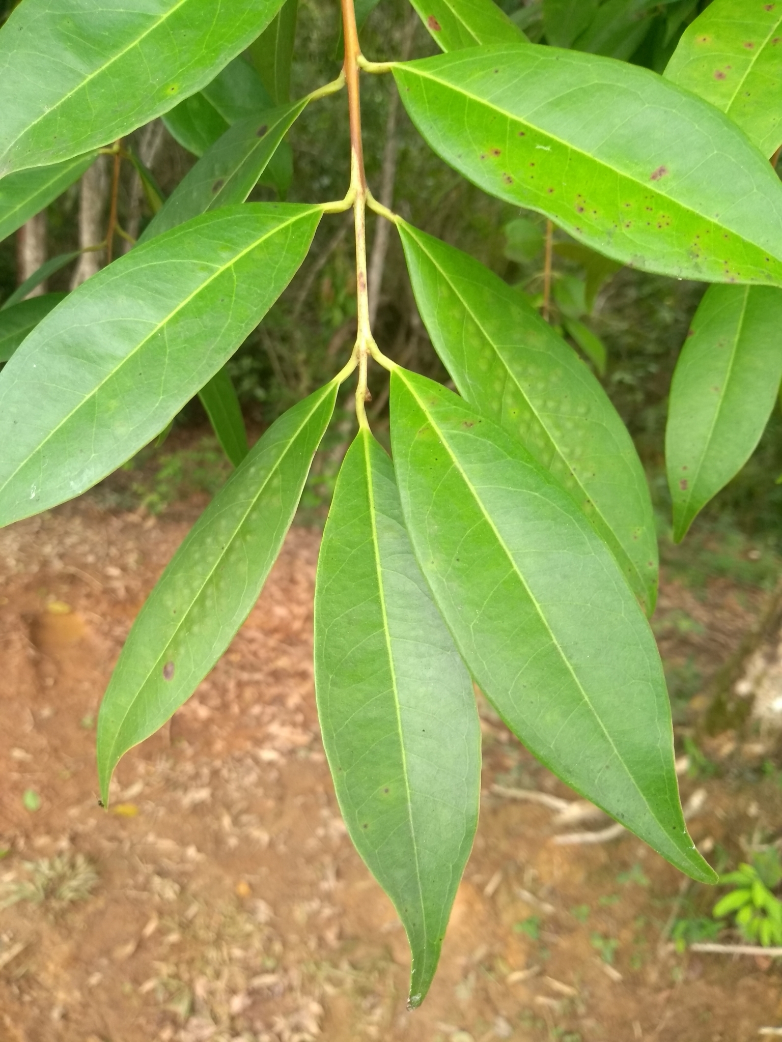Photo of Eugenia florida (3/12)