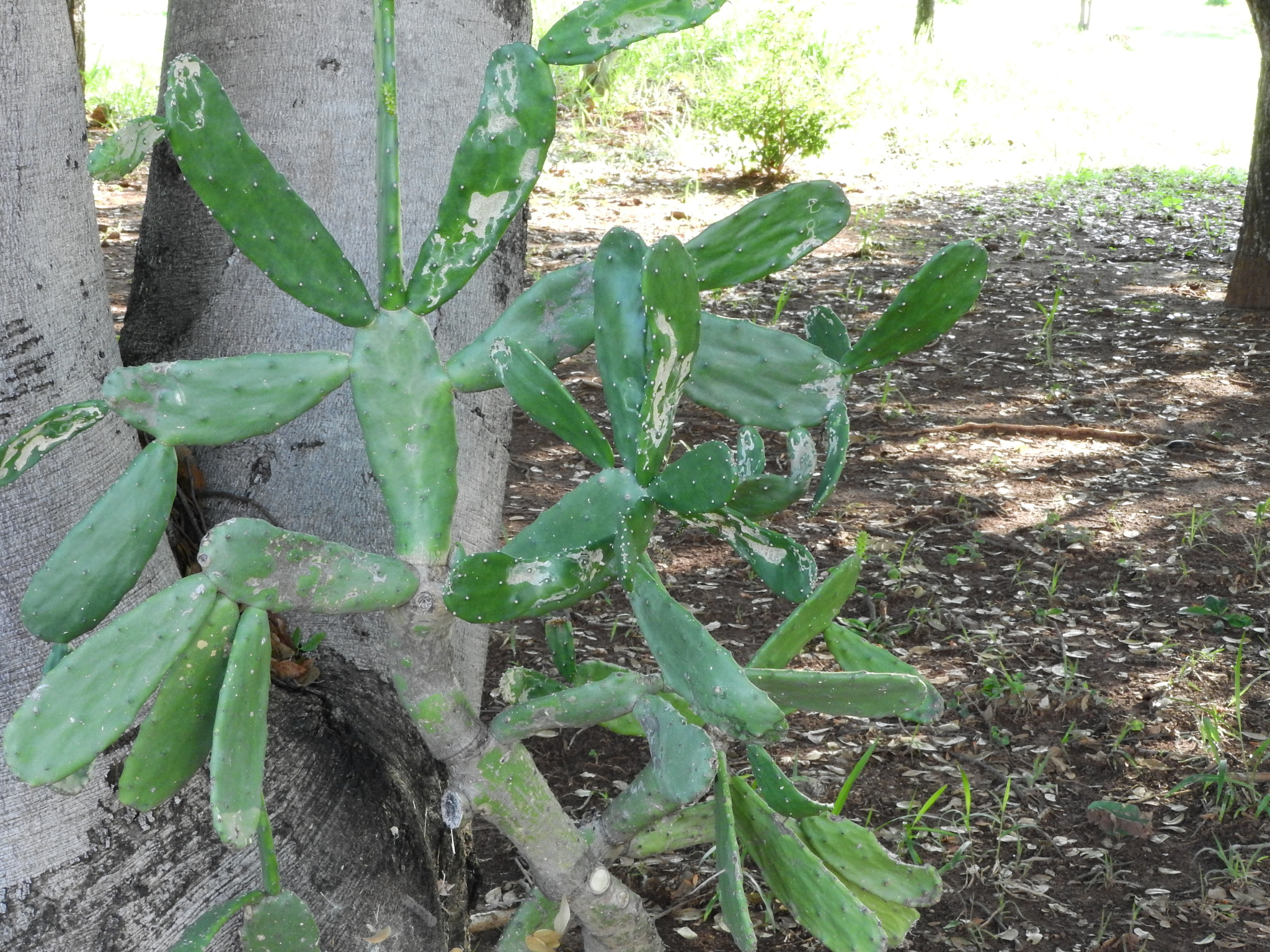 Photo of Cochineal Nopal Cactus (5/12)