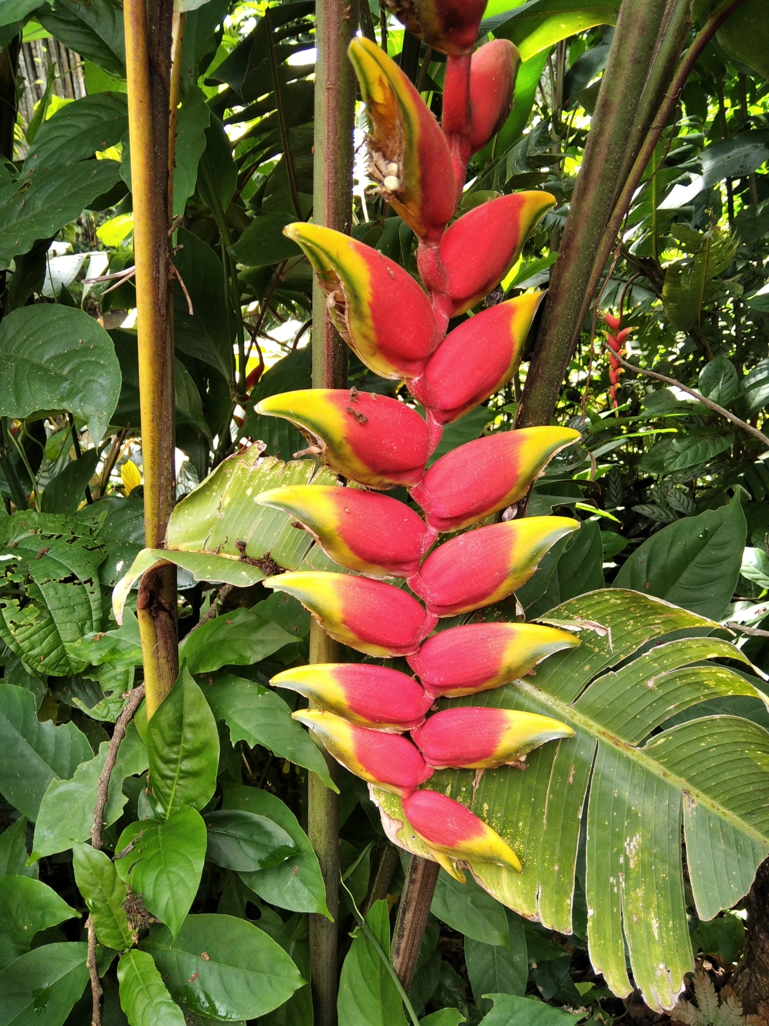 Photo of Hanging Lobster Claw Heliconia (2/12)