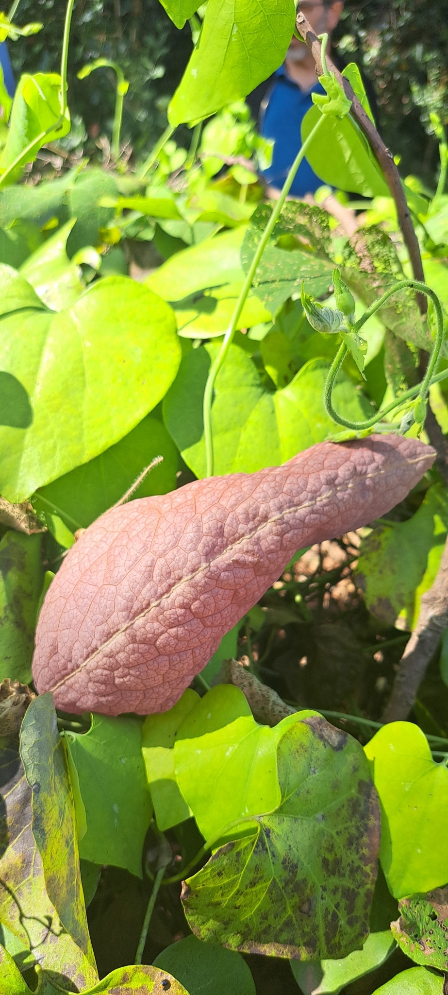 Photo of Brazilian Dutchman's Pipe (5/15)