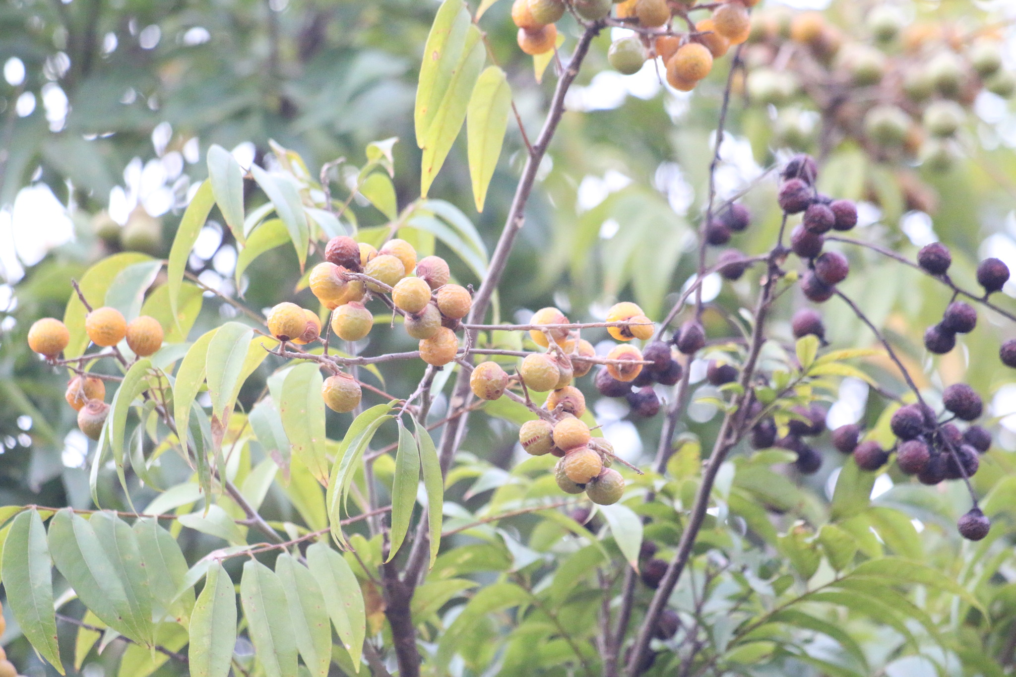 Photo of Magnoliopsida (2/5)