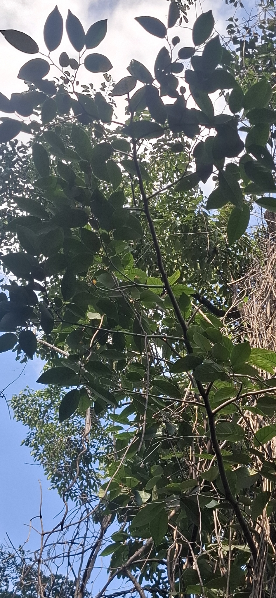 Photo of Annona sylvatica (12/12)