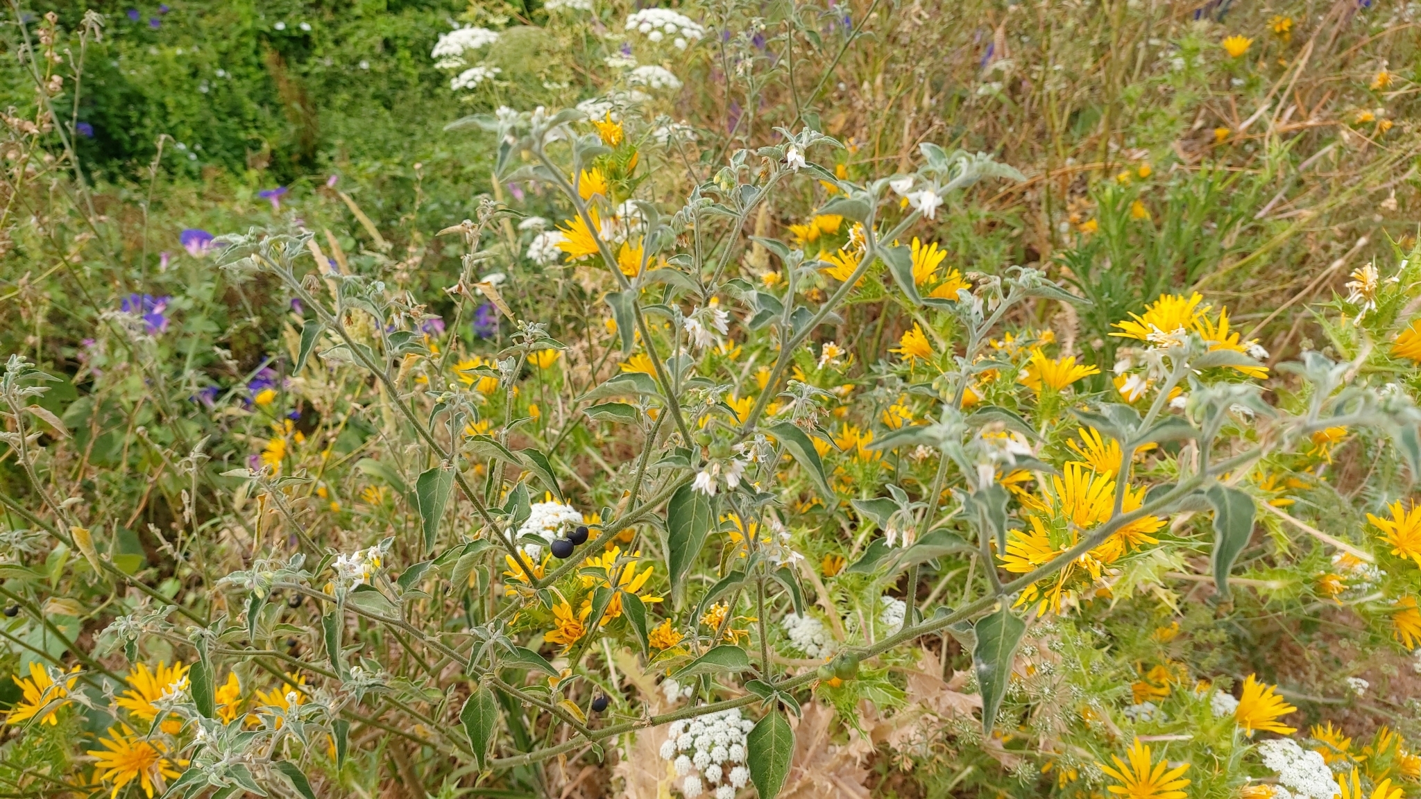 Photo of tall nightshade (8/12)