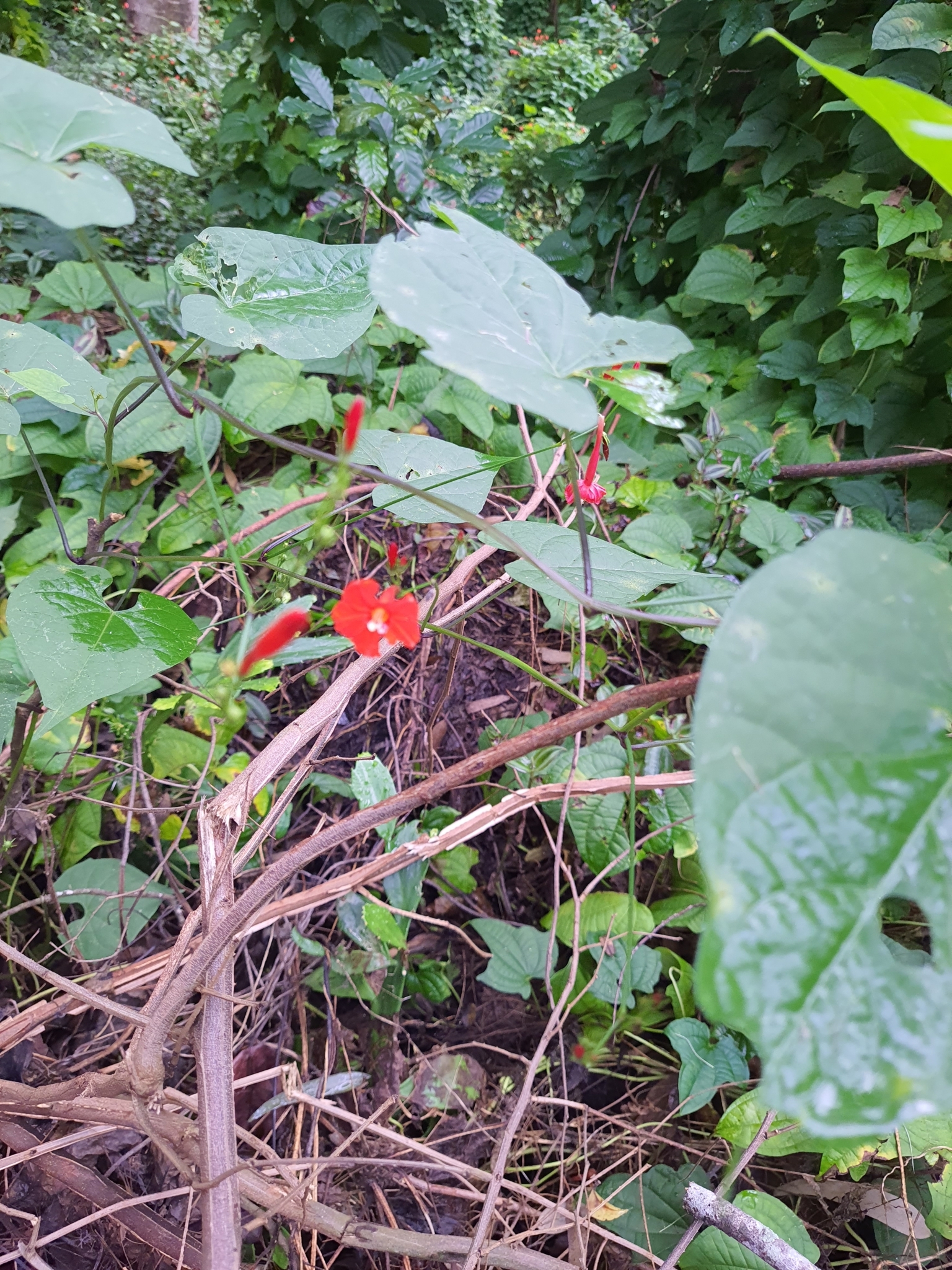 Photo of scarlet creeper (9/11)