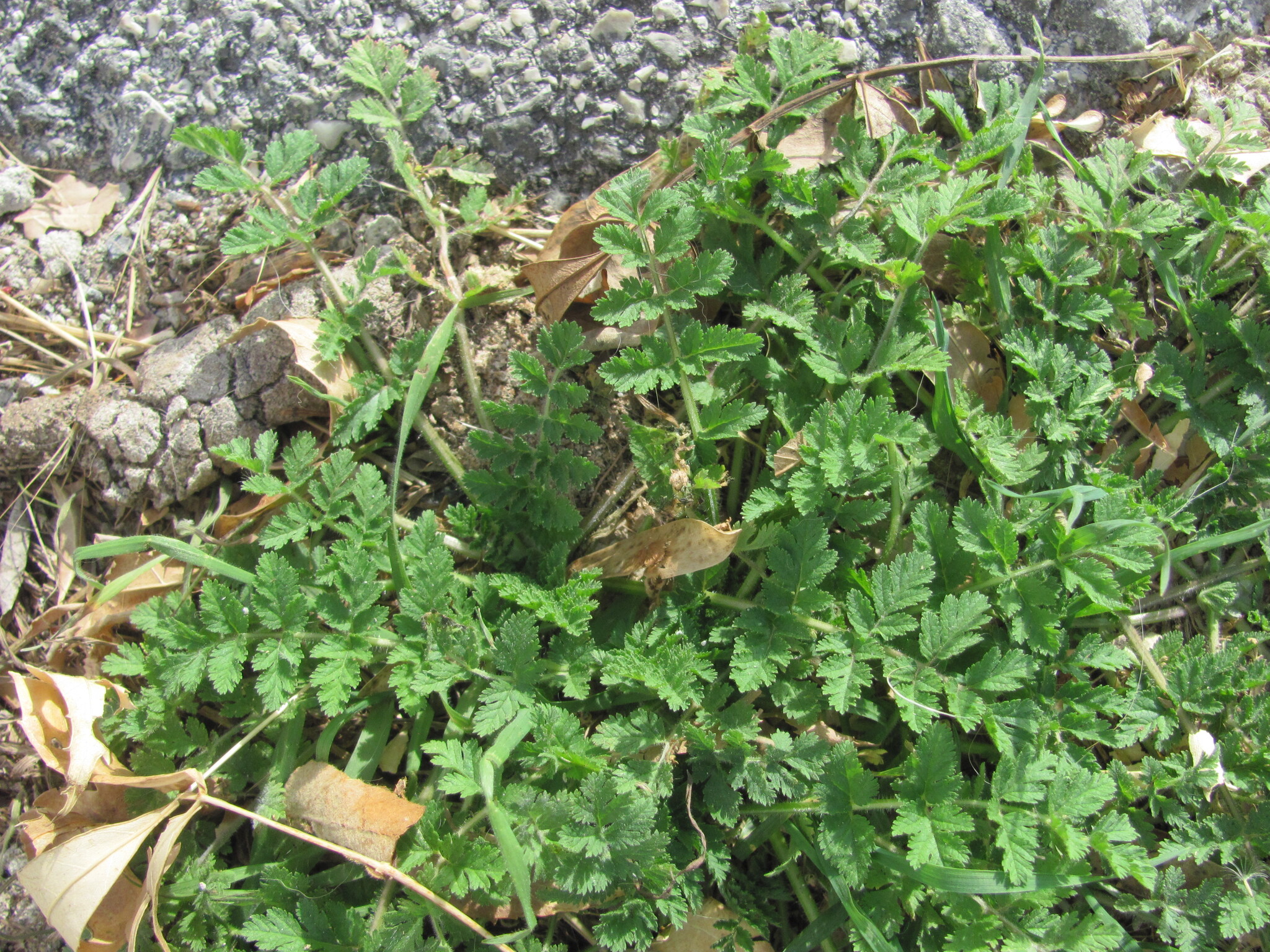 Photo of musk stork's-bill (2/12)