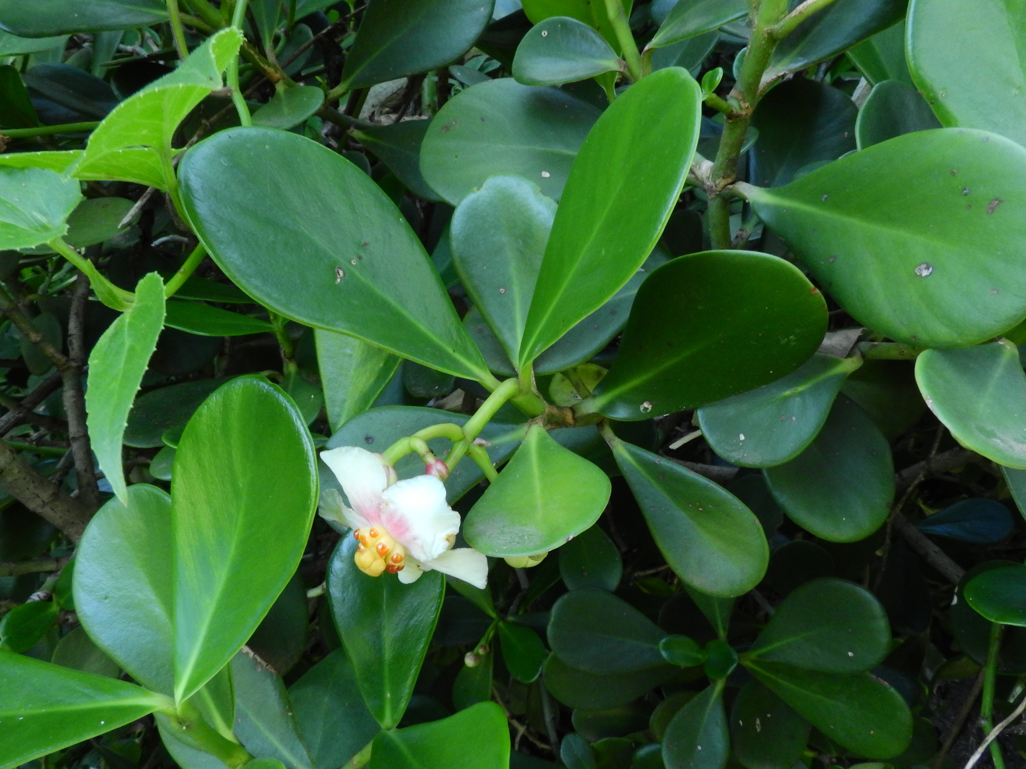 Photo of Clusia fluminensis (4/8)
