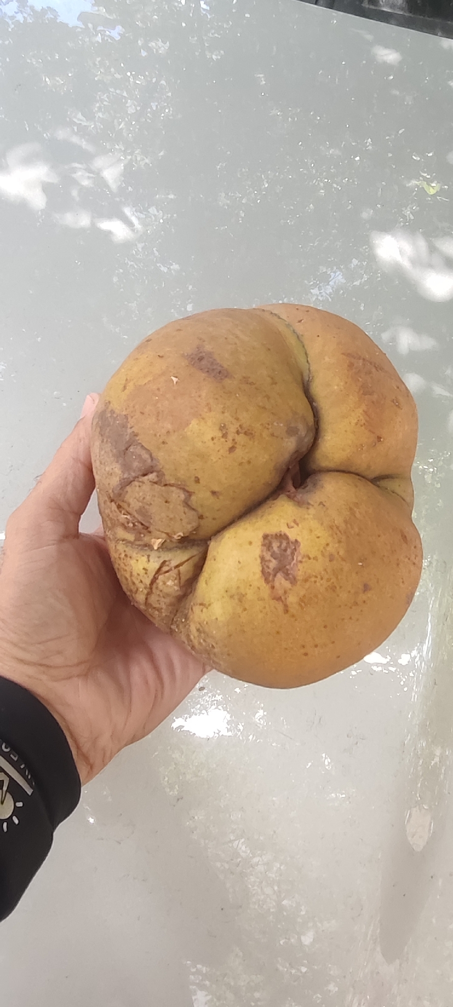 Photo of elephant apple (1/9)