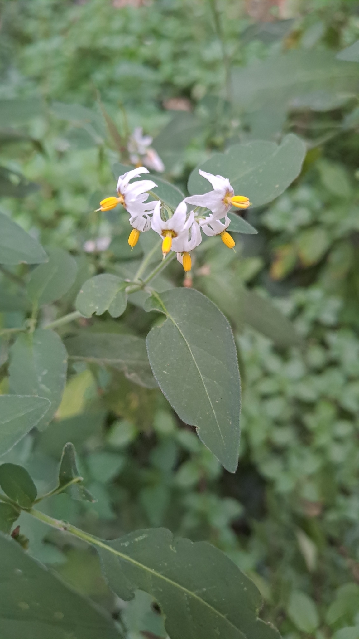 Photo of tall nightshade (7/12)