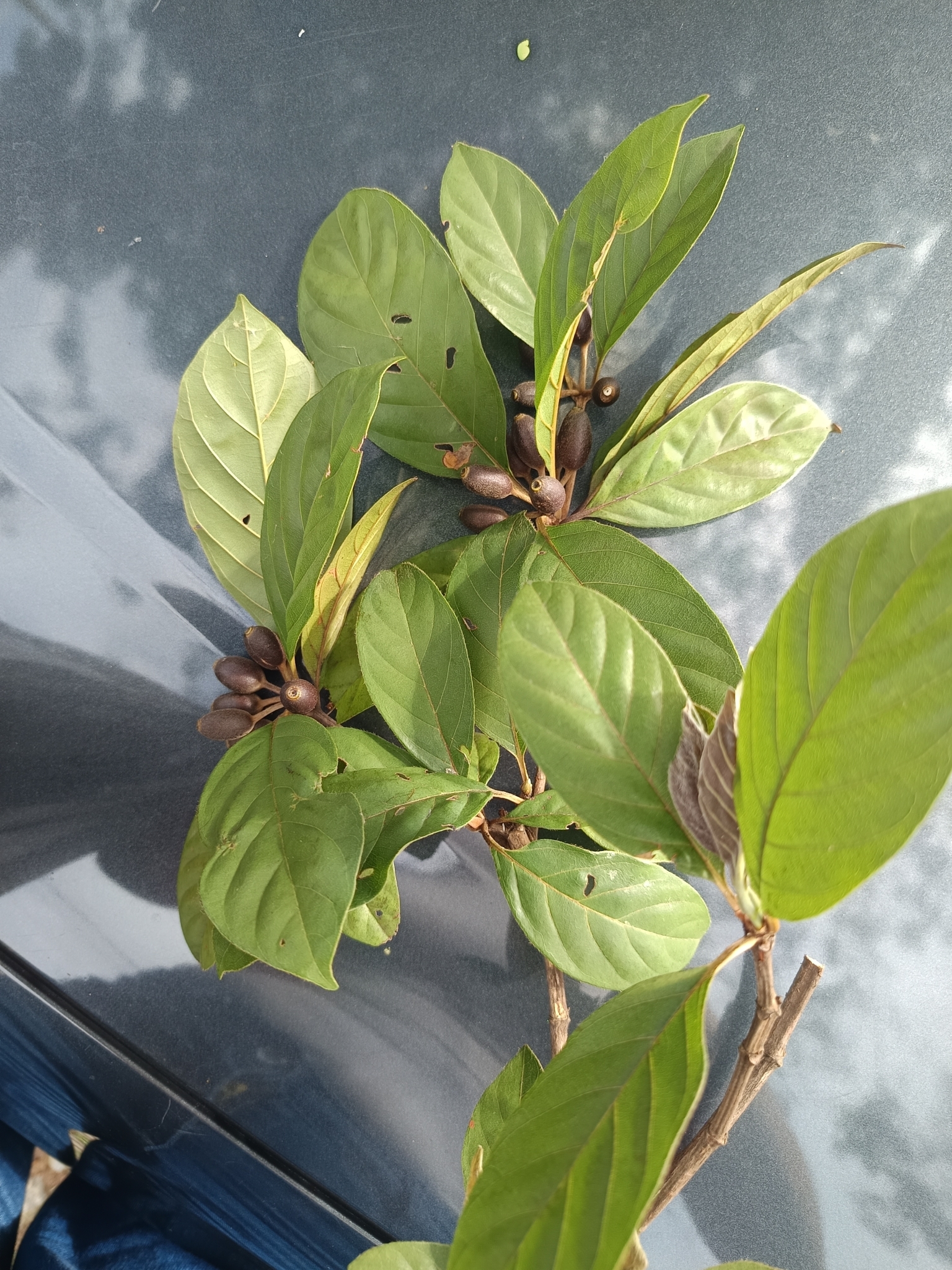 Photo of Amaioua guianensis (9/9)