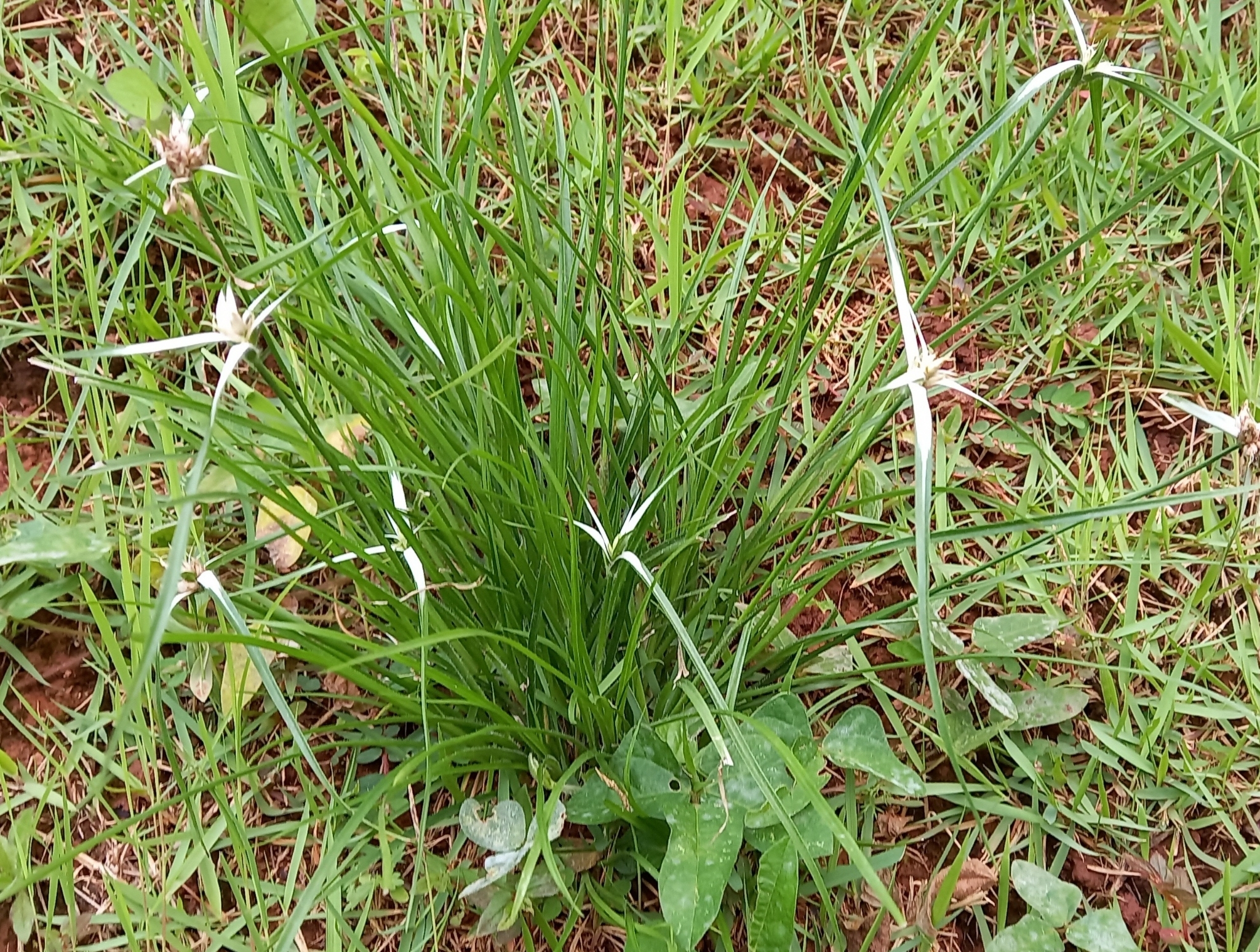 Photo of yerba de estrella (9/11)