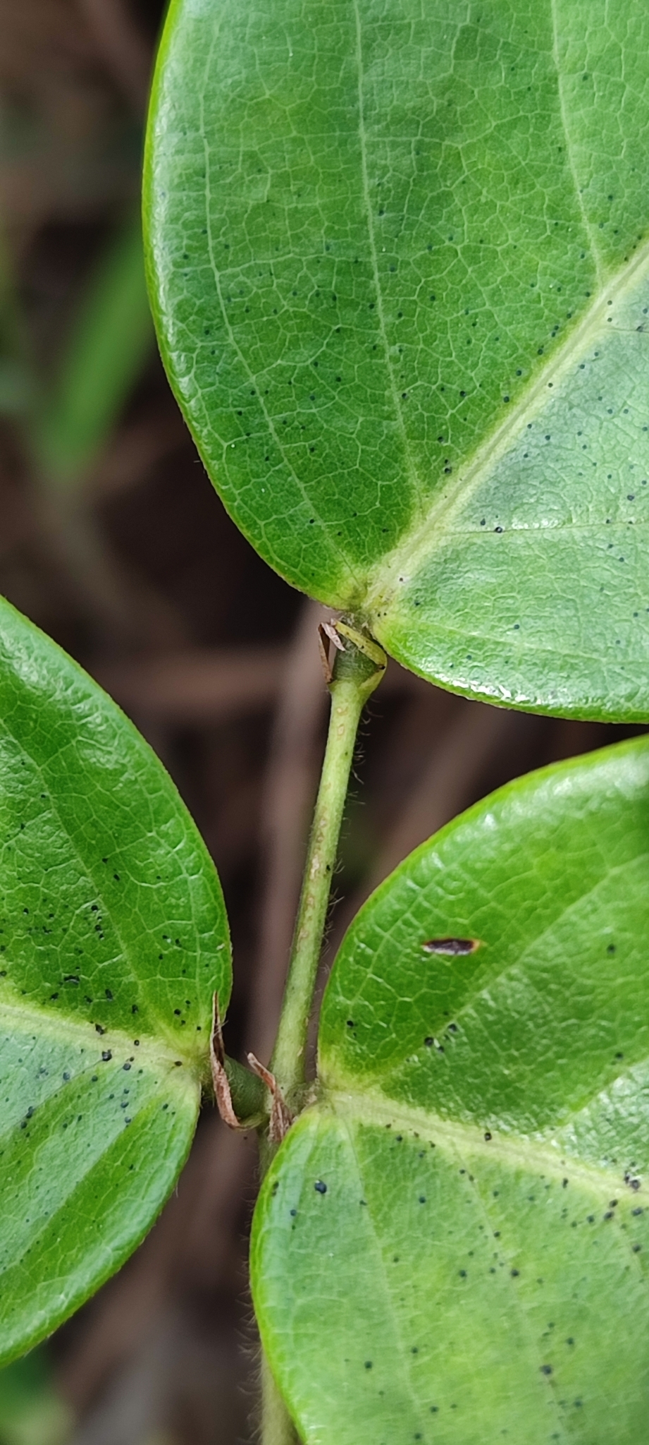 Photo of Clitoria falcata (4/12)