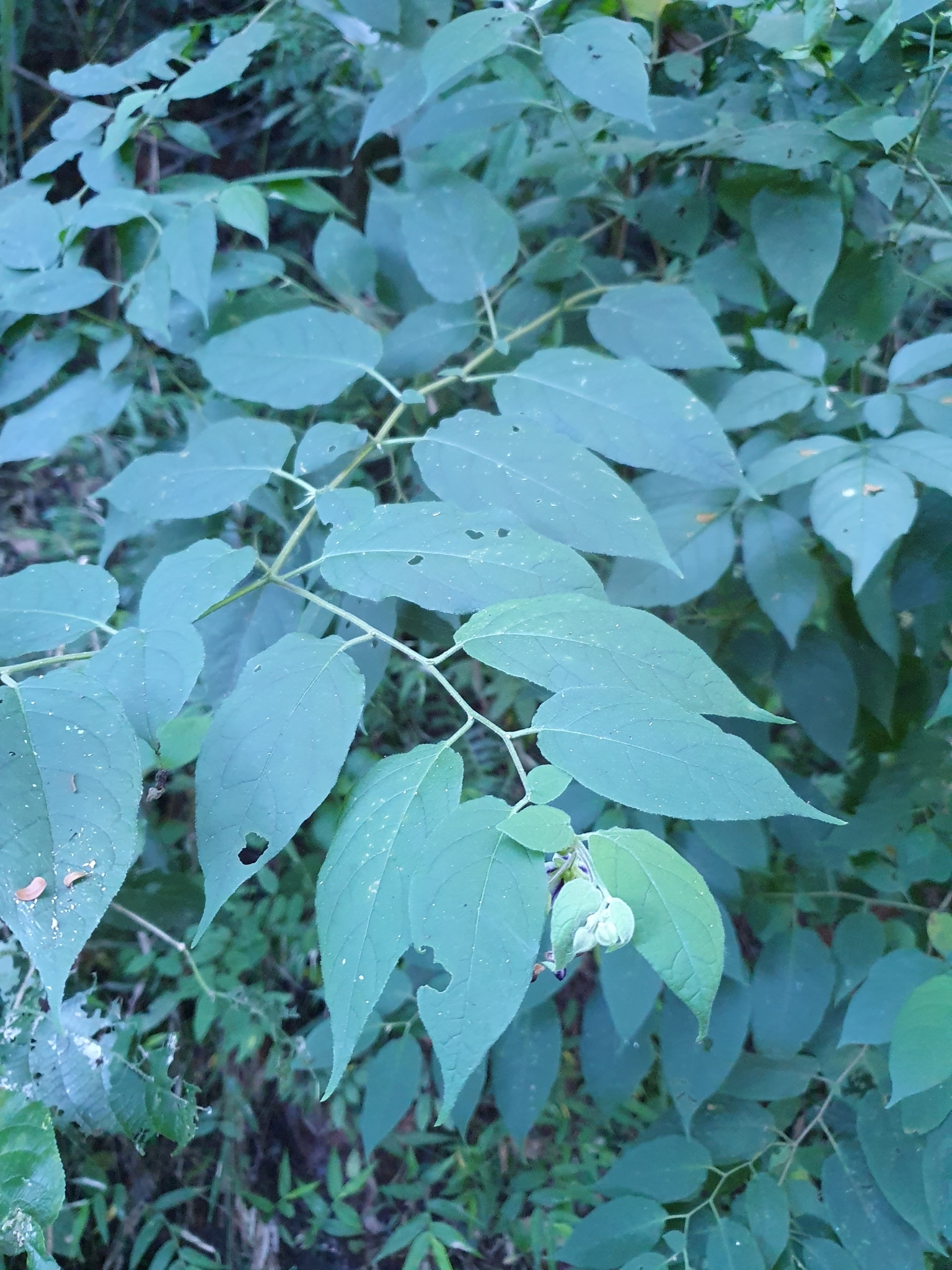 Photo of Solanum didymum (2/8)