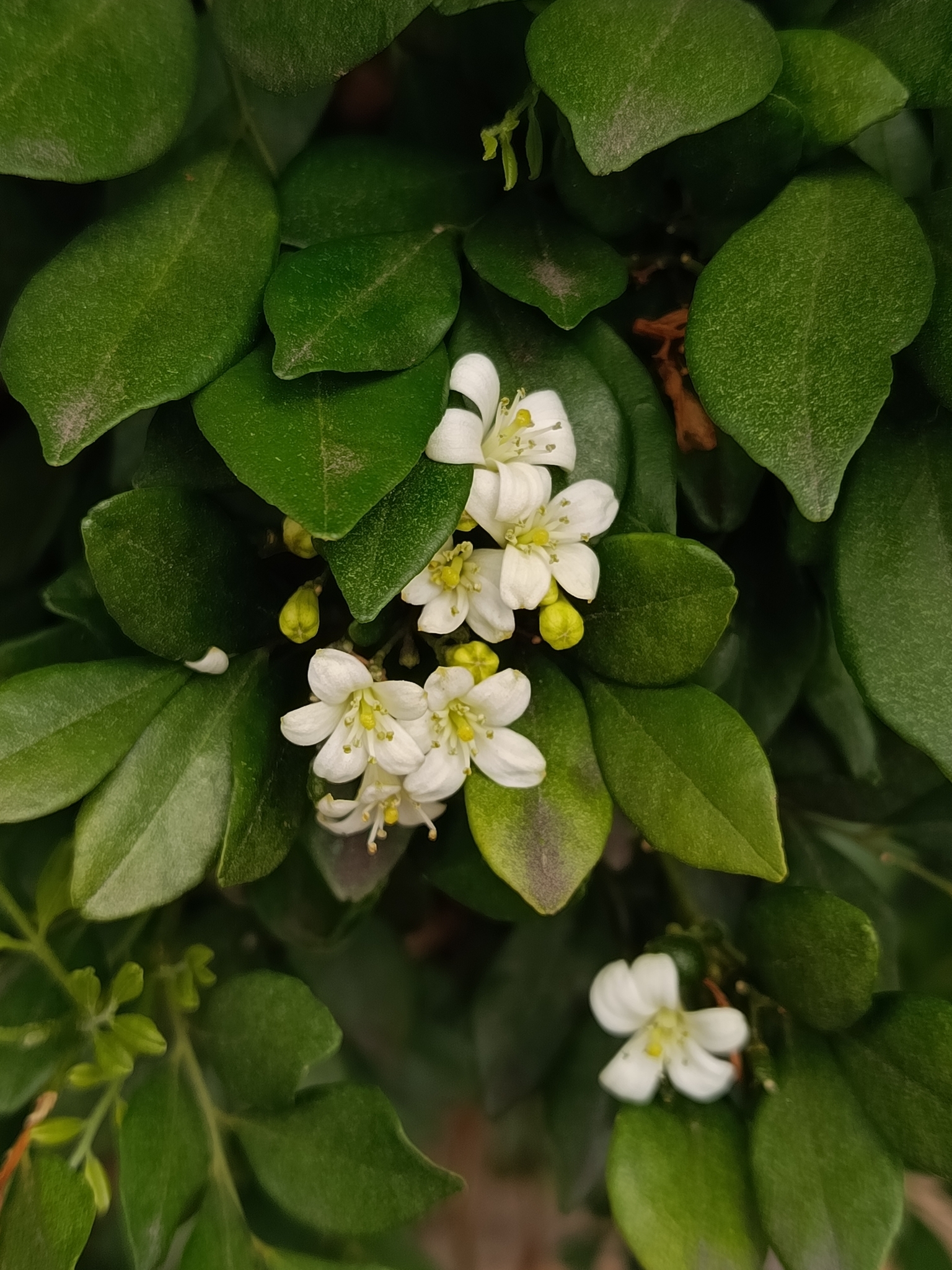 Photo of Murraya (5/8)