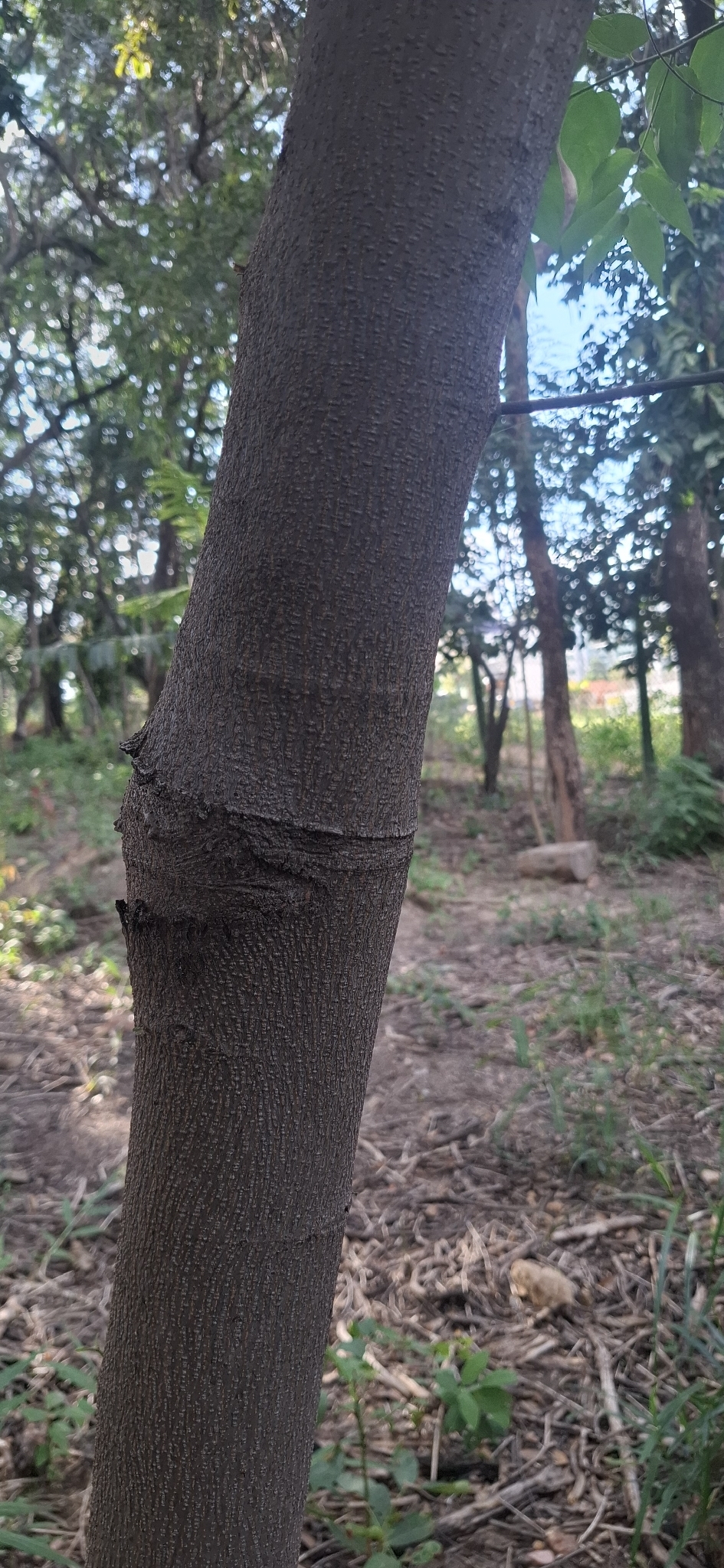 Photo of Nettletree (2/12)