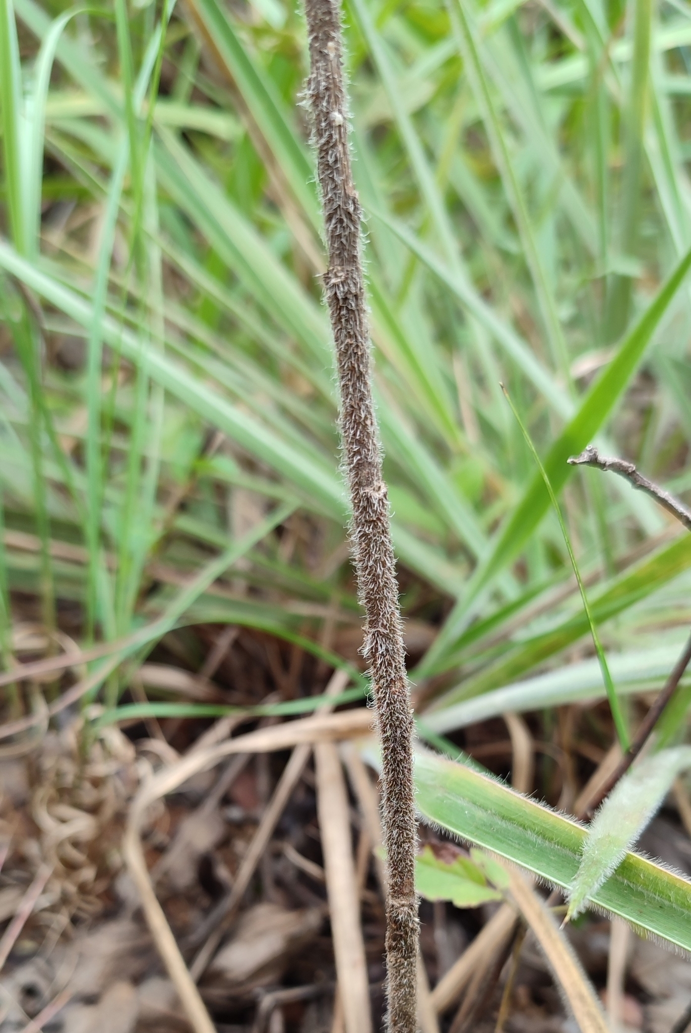 Photo of Aldama robusta (11/12)