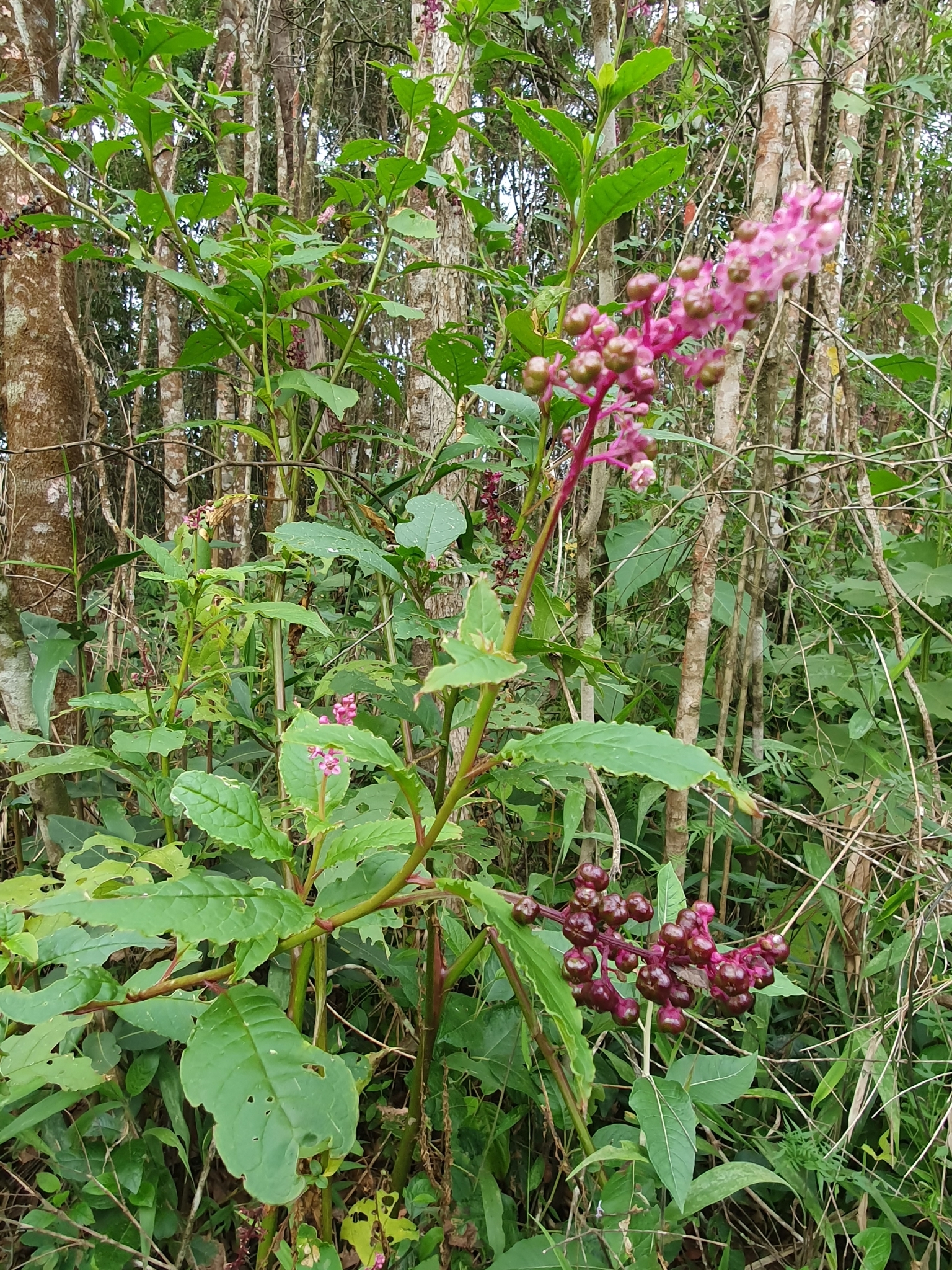 Photo of Brazilian Pokeweed (6/12)