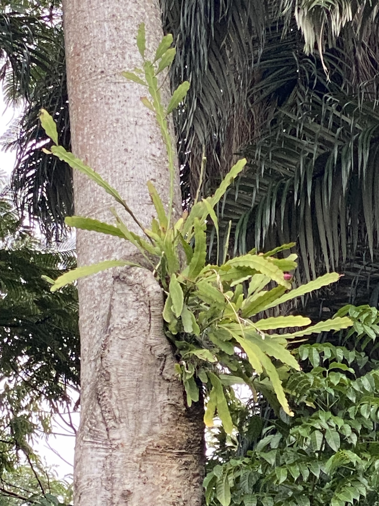 Photo of Epiphyllum phyllanthus (4/12)