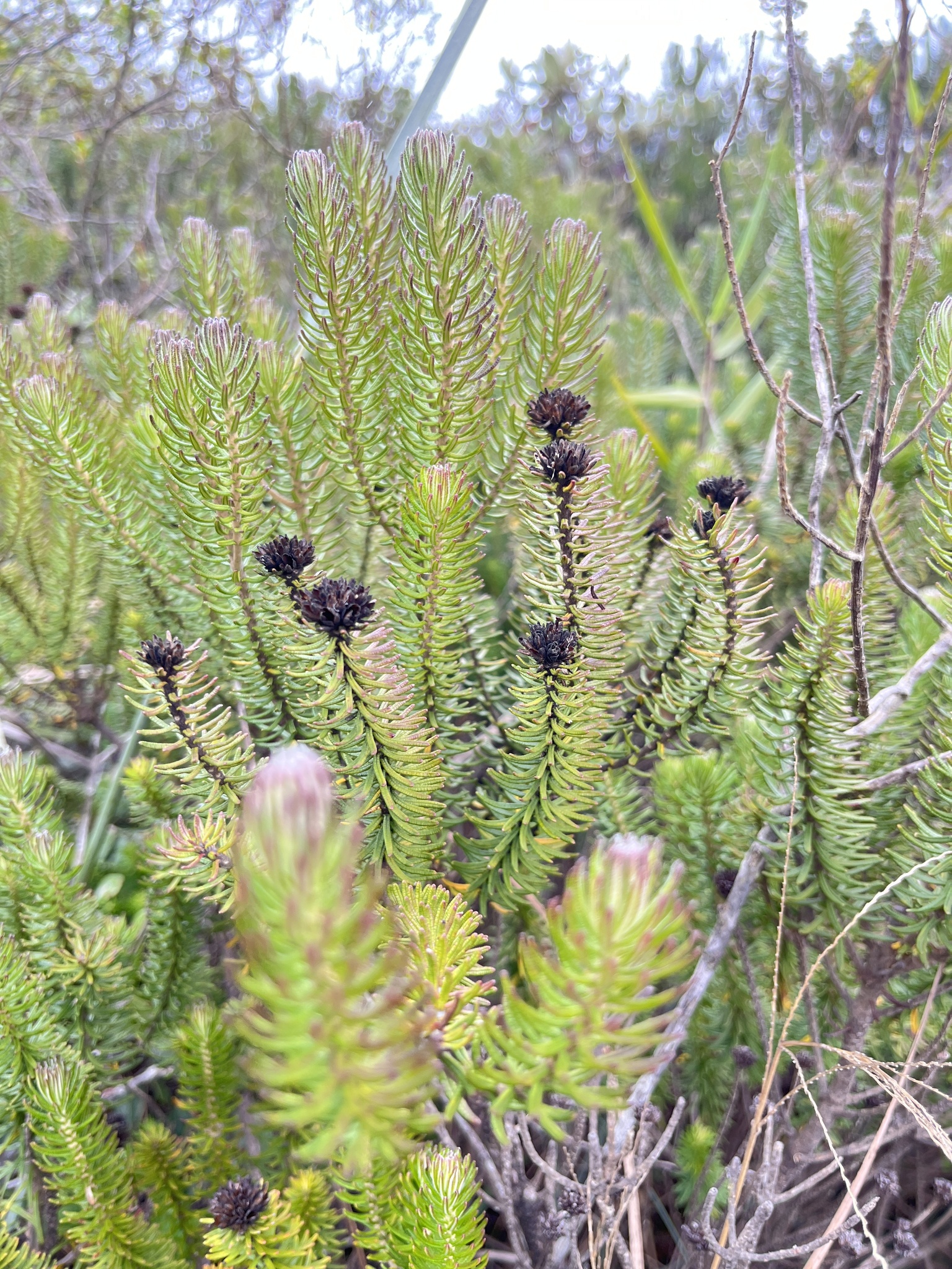 Photo of Lychnophora pinaster (10/12)