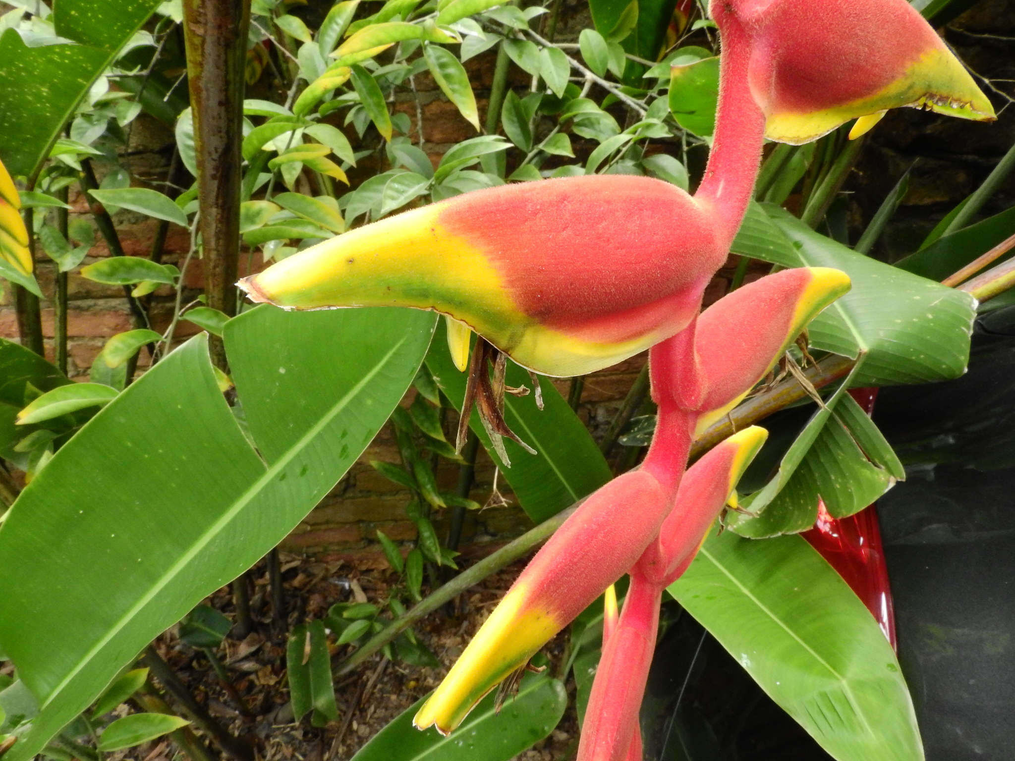 Photo of Hanging Lobster Claw Heliconia (10/12)