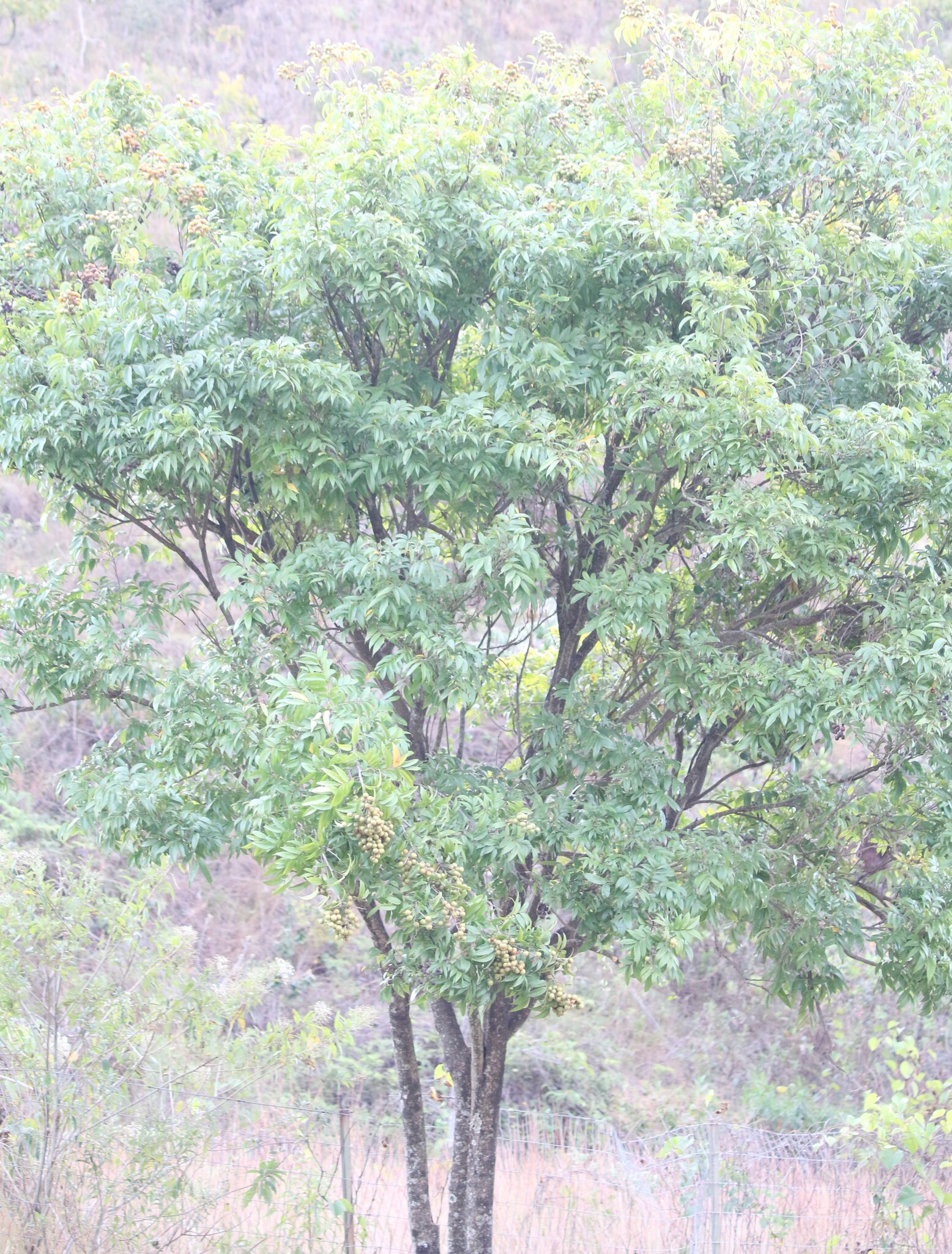 Photo of Magnoliopsida (1/5)
