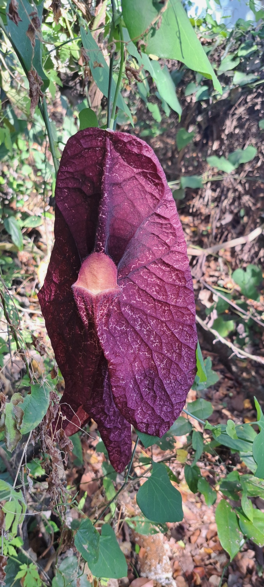 Photo of Brazilian Dutchman's Pipe (2/15)