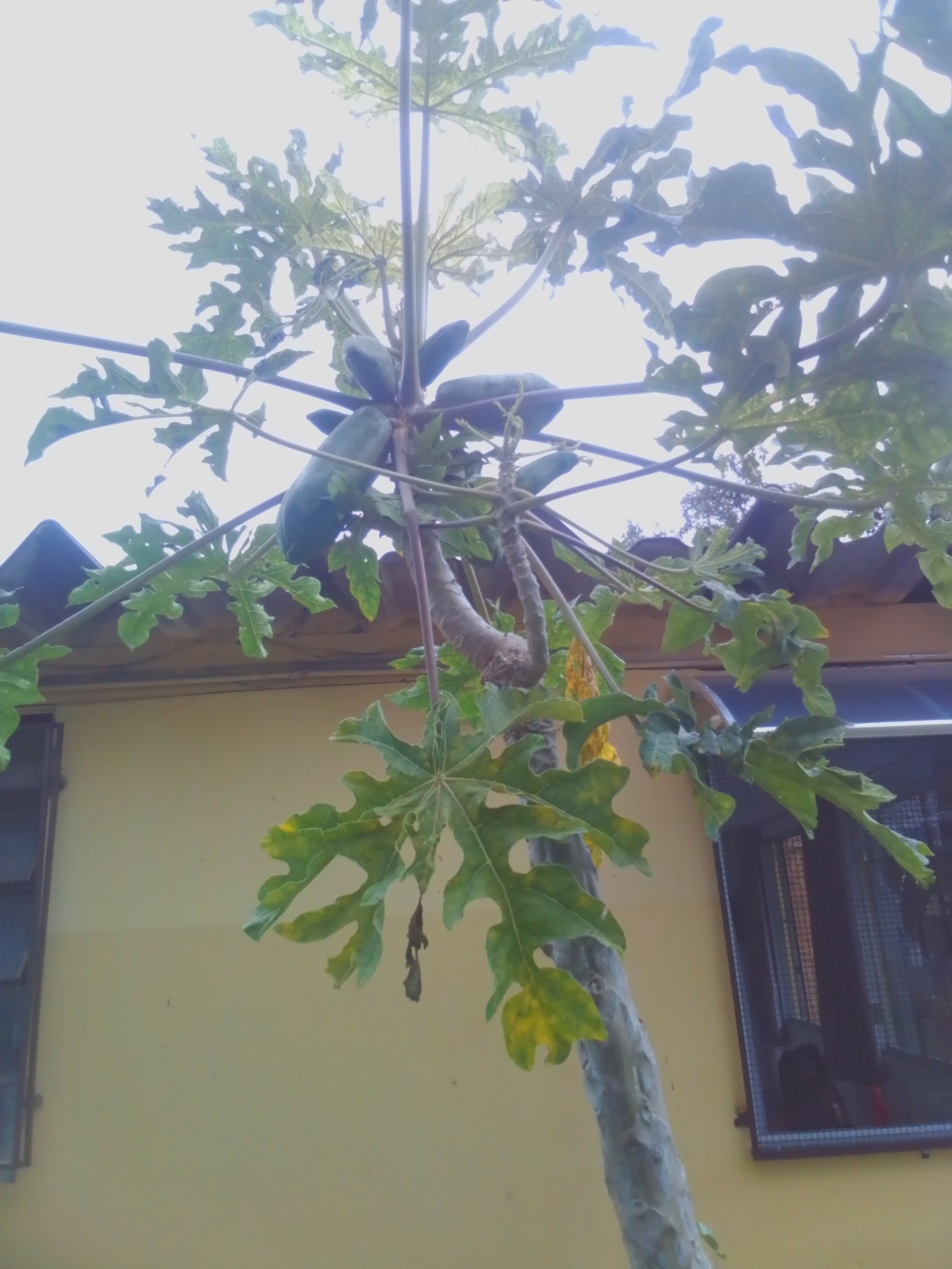 Photo of Papaya (2/12)