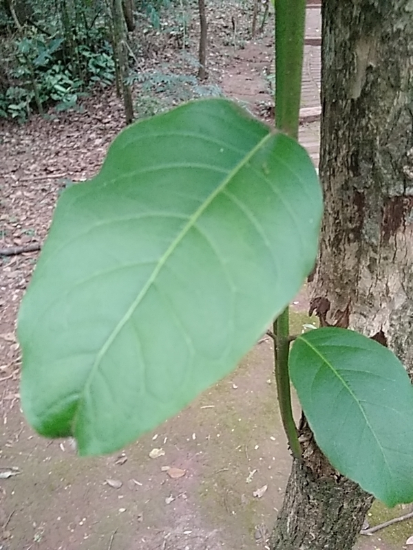 Photo of Brazilian Guava (3/10)