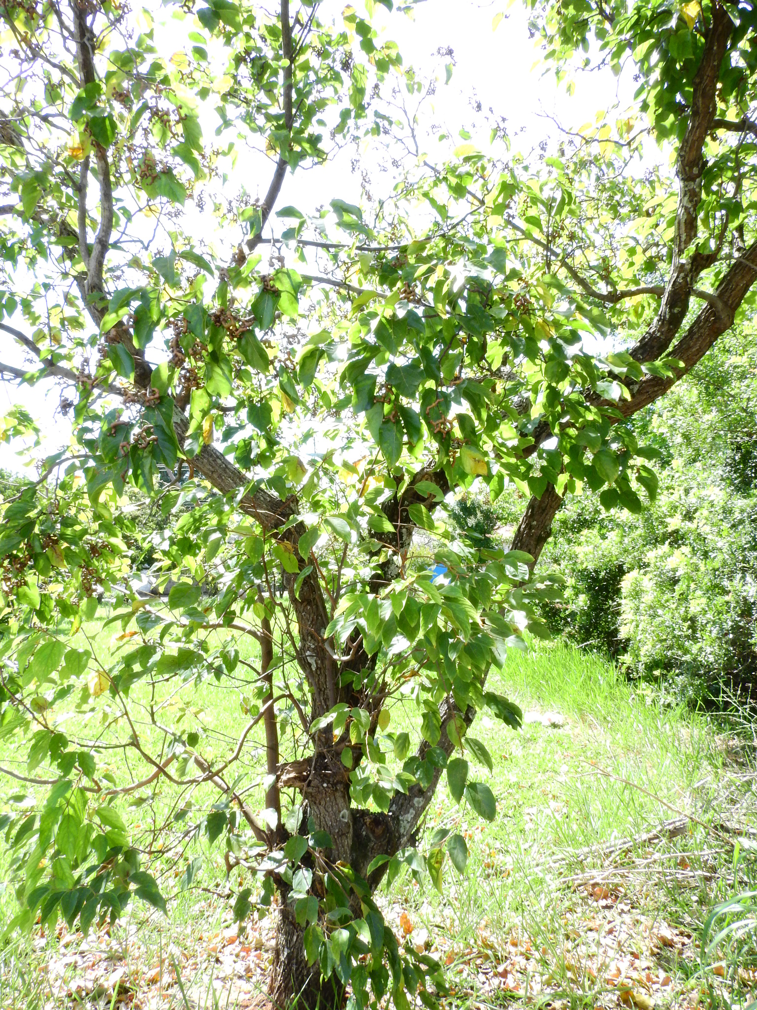 Photo of Japanese Raisin Tree (4/7)