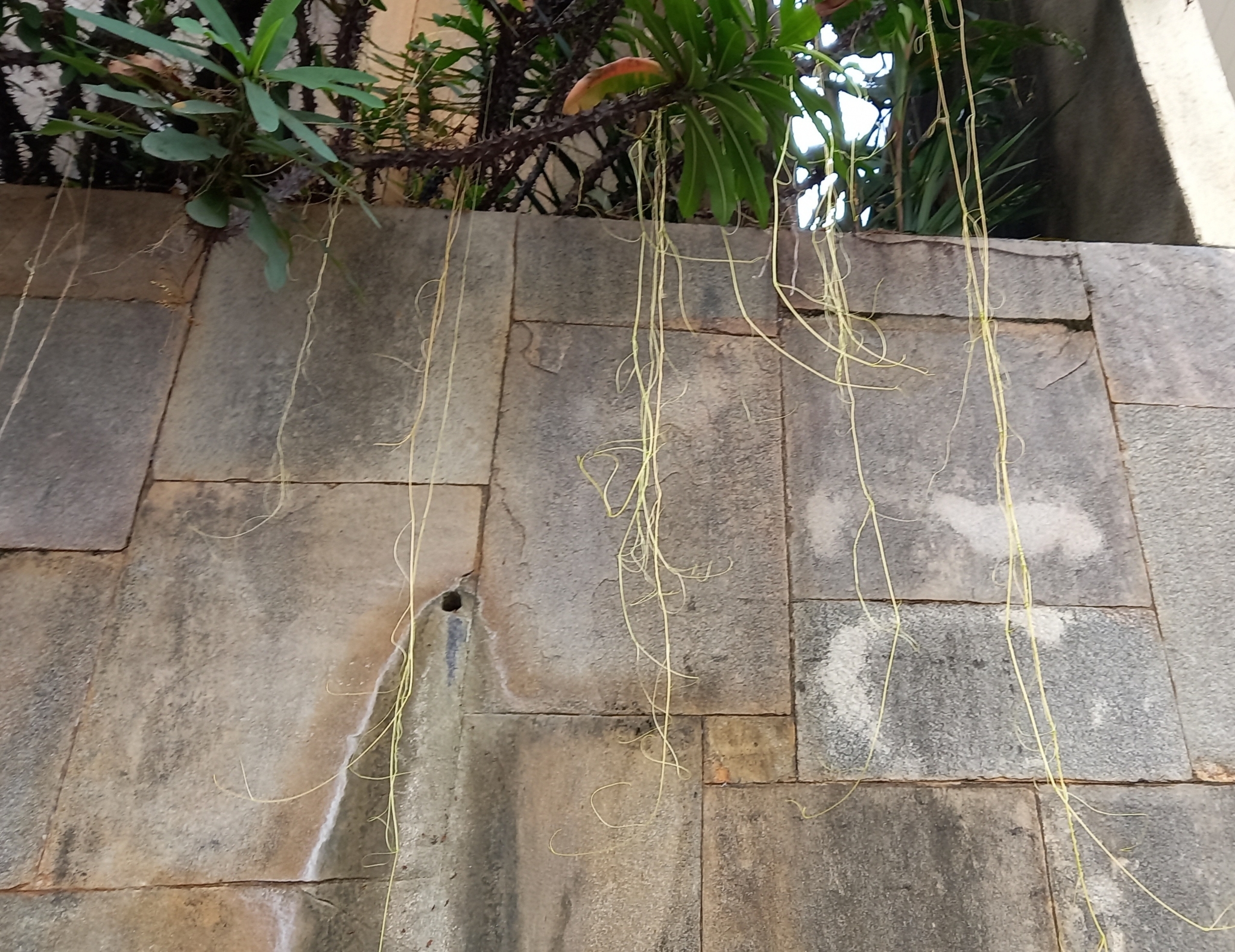 Photo of Cuscuta (2/5)