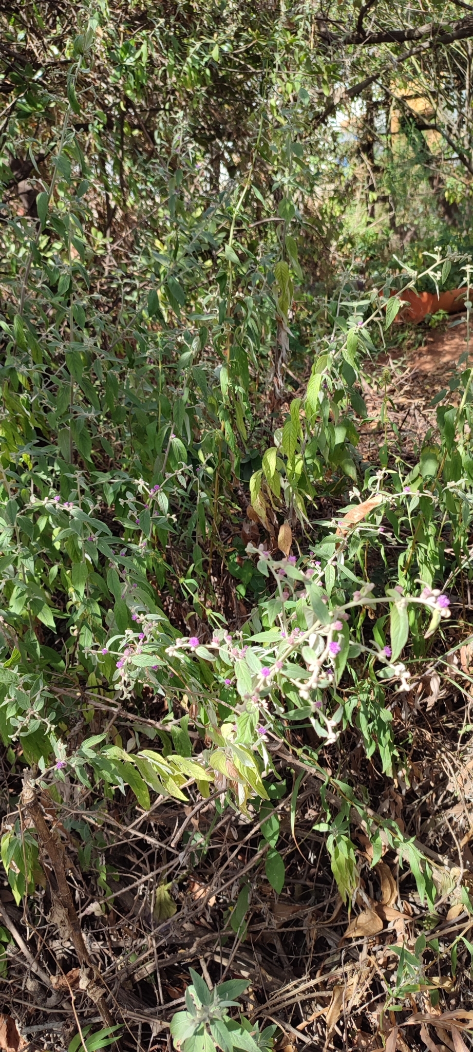 Photo of Lepidaploa chamissonis (5/12)