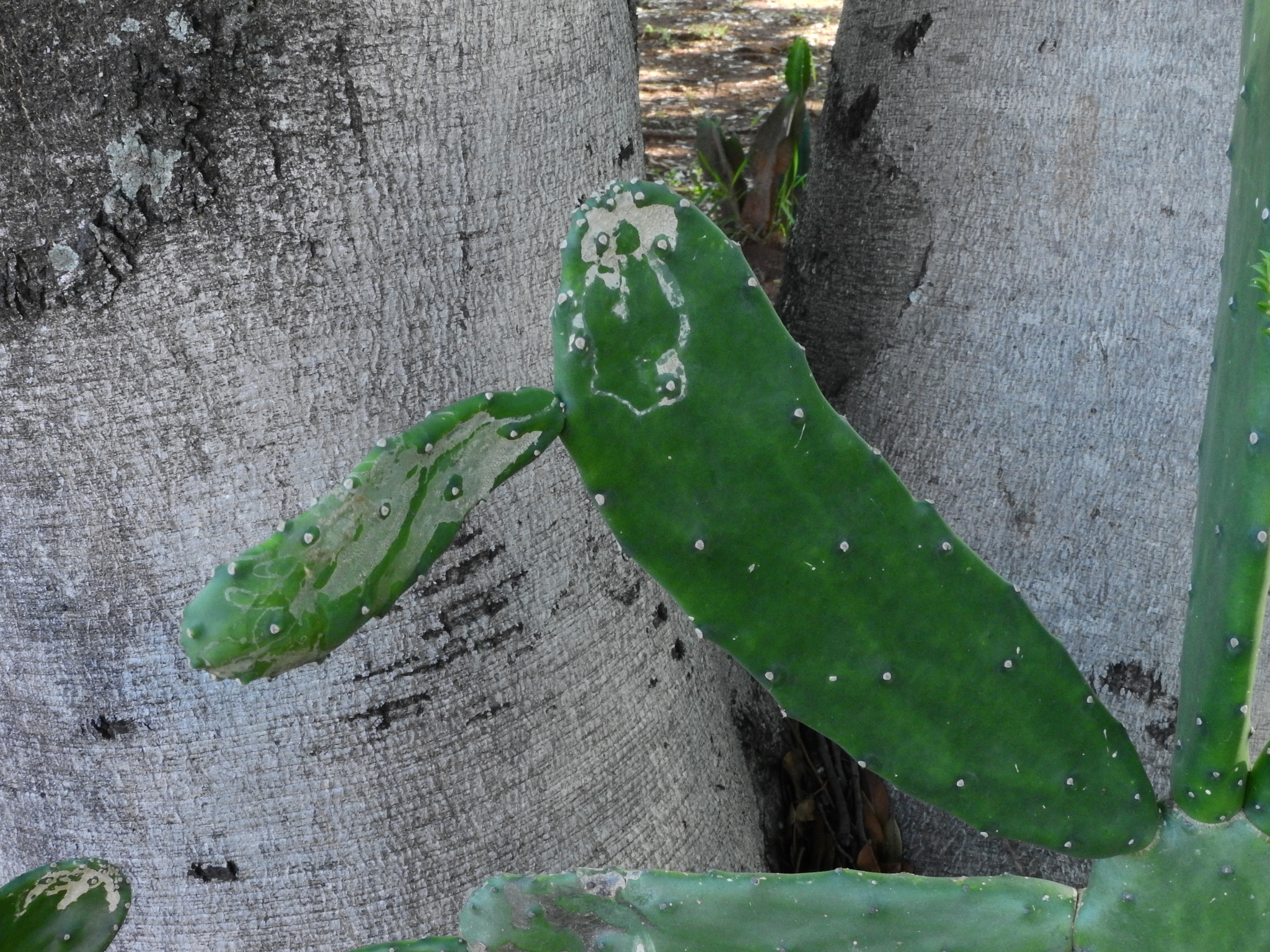 Photo of Cochineal Nopal Cactus (4/12)