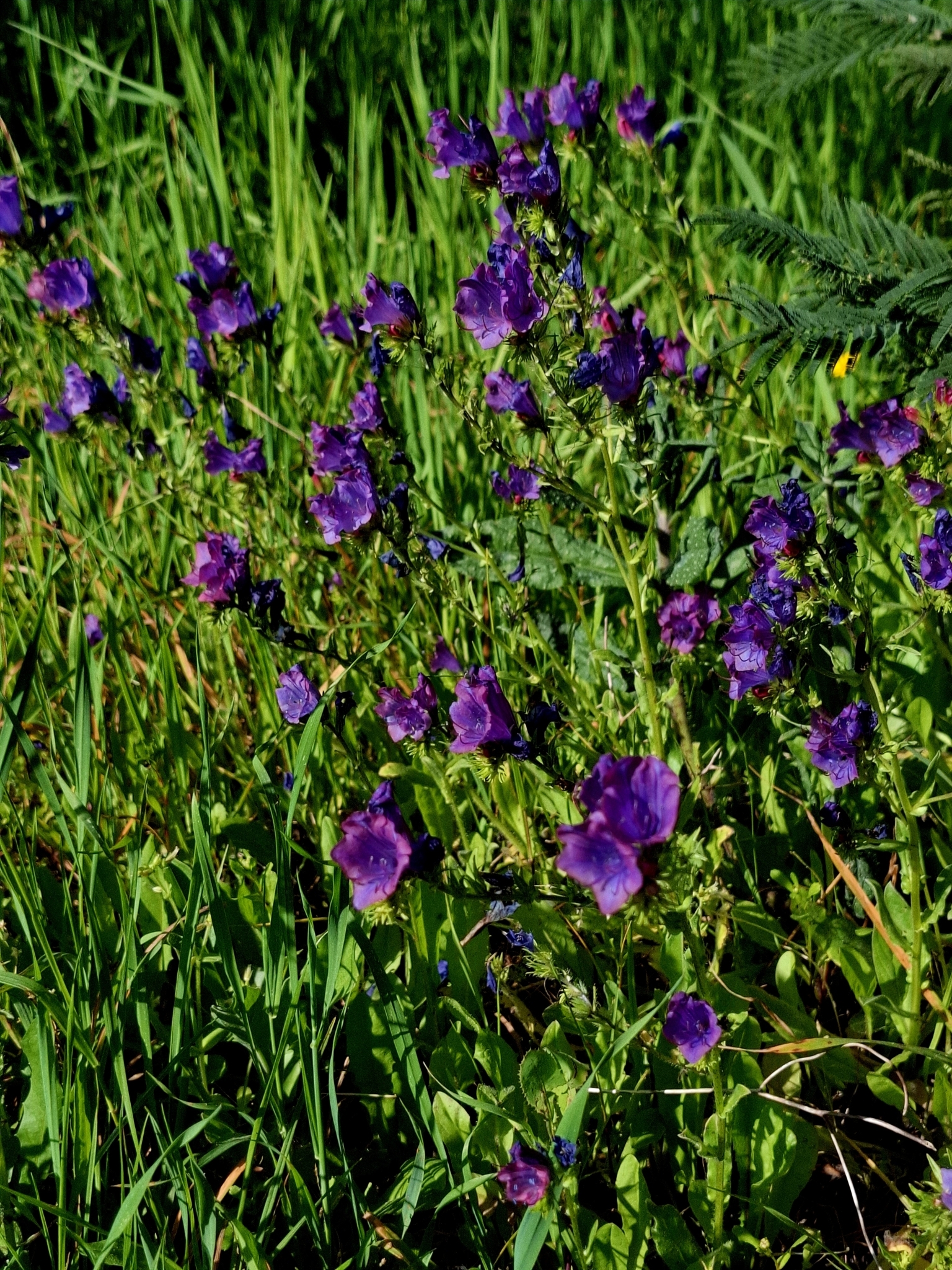 Photo of purple viper's-bugloss (7/12)