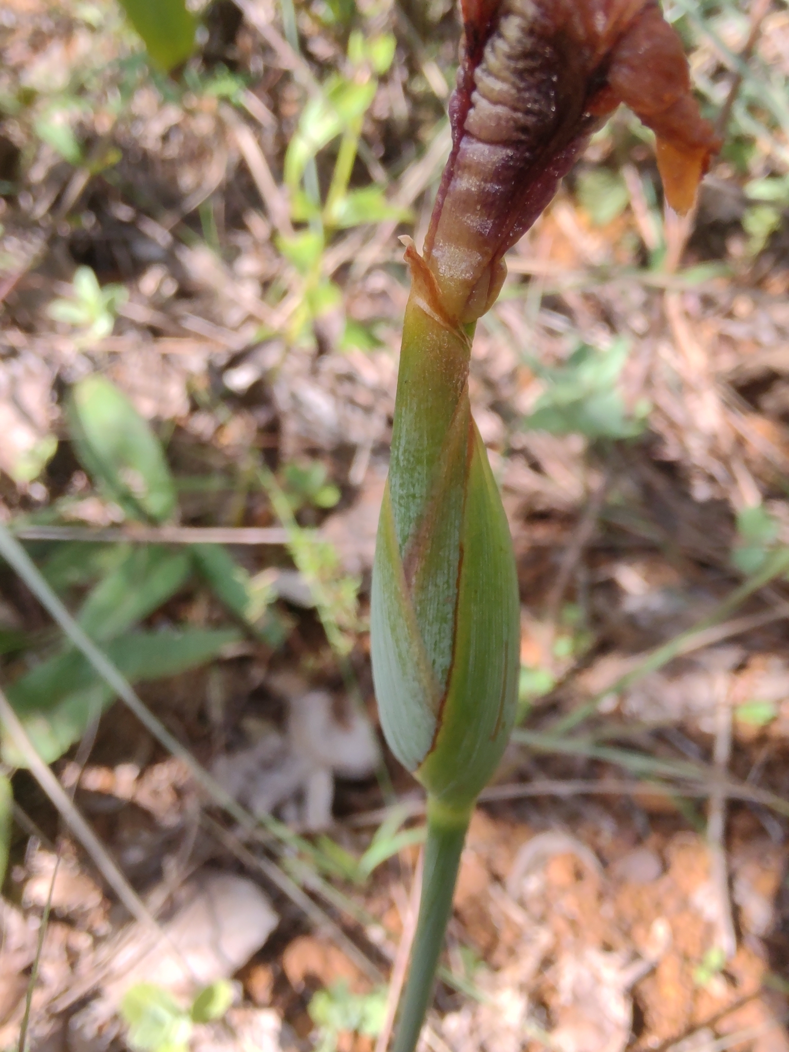 Photo of Trimezia juncifolia (1/7)
